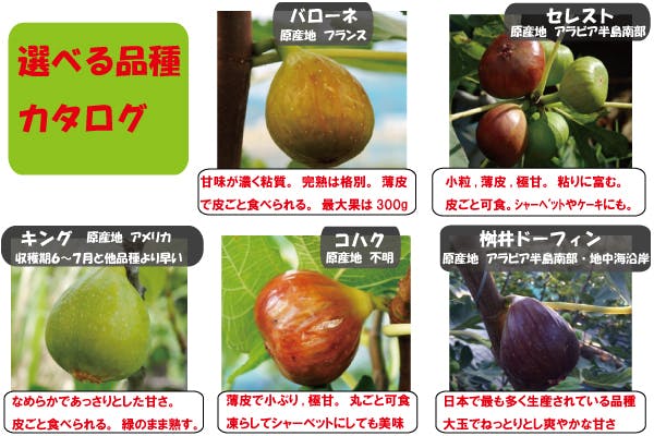 世界の完熟いちじくが味わえる 神戸いちじくの里づくりプロジェクト Campfire キャンプファイヤー 世界の完熟いちじくが味わえる 神戸いちじくの里づくりプロジェクト Campfire キャンプファイヤー