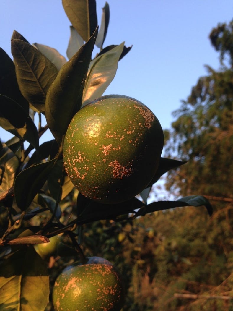 世界の愛媛みかんを無農薬栽培ローフードスイーツ製品にして国内外へ広めます Campfire キャンプファイヤー 世界の愛媛みかんを無農薬栽培ローフードスイーツ製品にして国内外へ広めます Campfire キャンプファイヤー