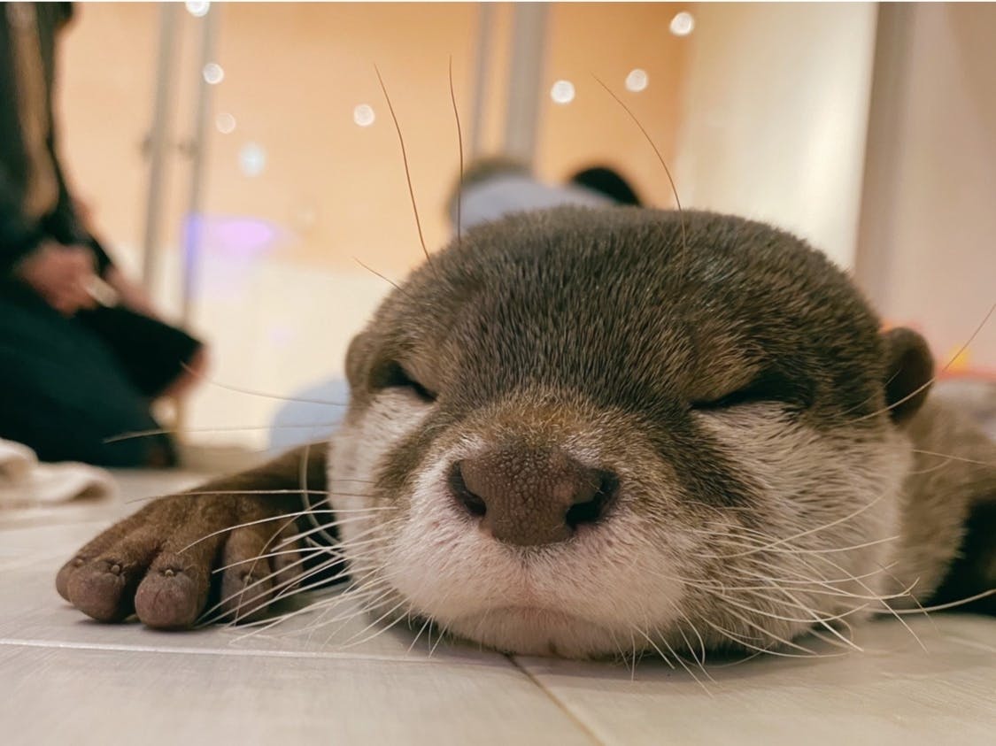カワウソと遊べるお店がコロナにより休業中 ご支援お願いします Campfire キャンプファイヤー カワウソと遊べるお店がコロナにより休業中 ご支援お願いします Campfire キャンプファイヤー
