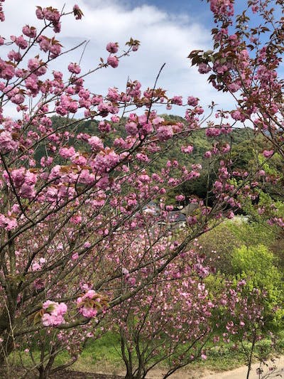 山桜