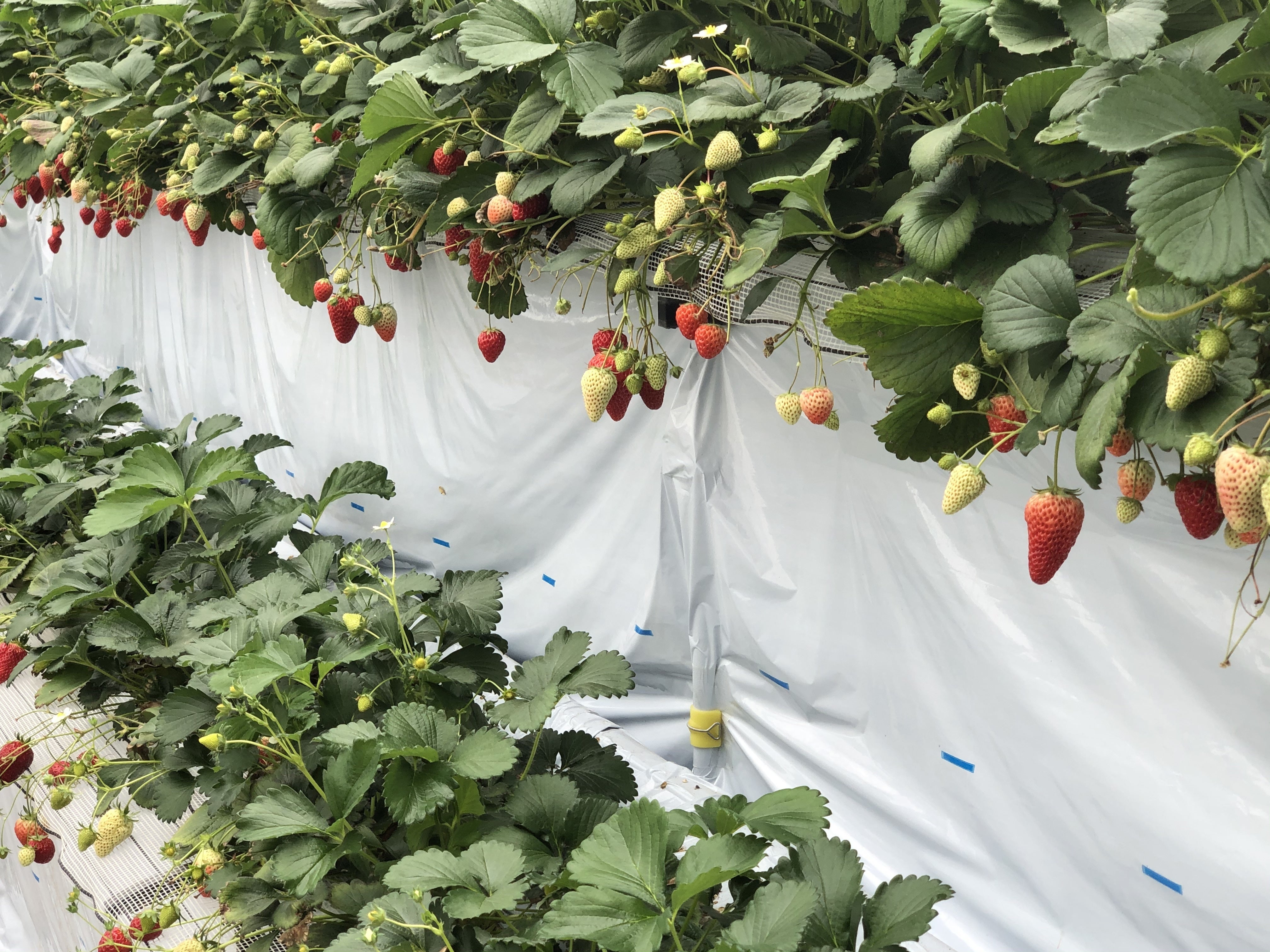 コロナに負けない いちご農園のピンチを救うビール 発泡酒 醸造 Campfire キャンプファイヤー