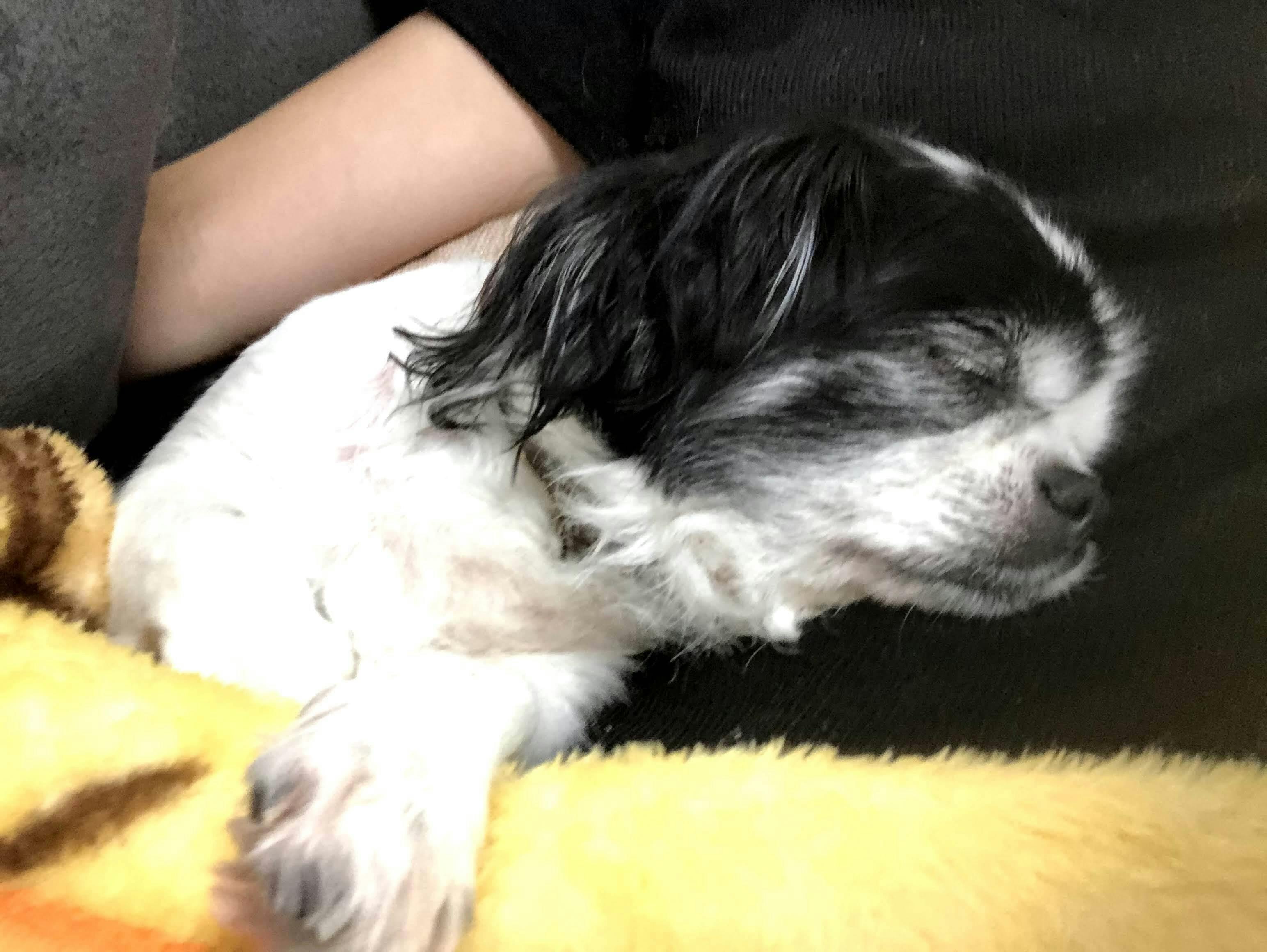 愛犬を助けてください Campfire キャンプファイヤー 愛犬を助けてください Campfire キャンプファイヤー