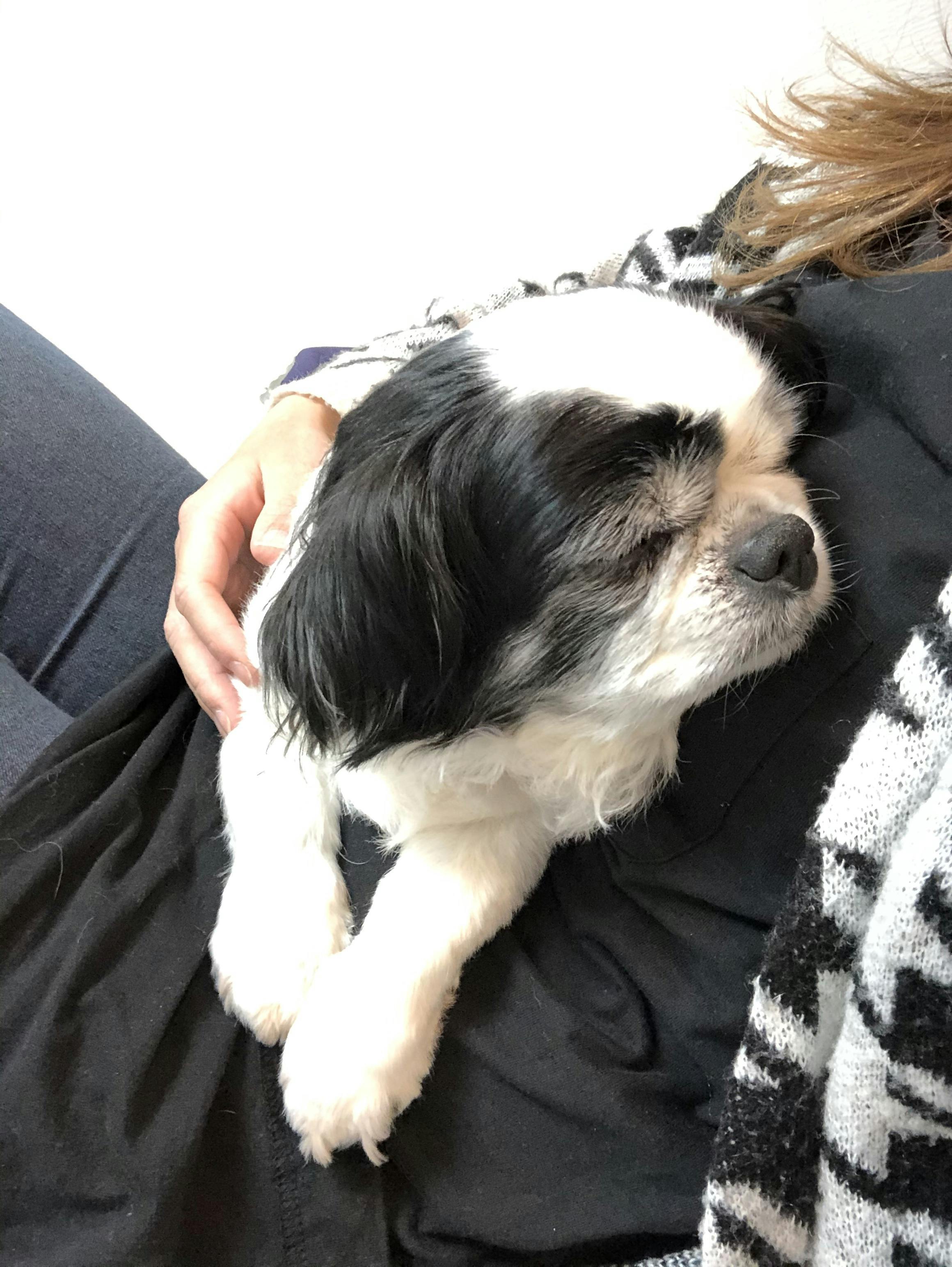 愛犬を助けてください Campfire キャンプファイヤー 愛犬を助けてください Campfire キャンプファイヤー