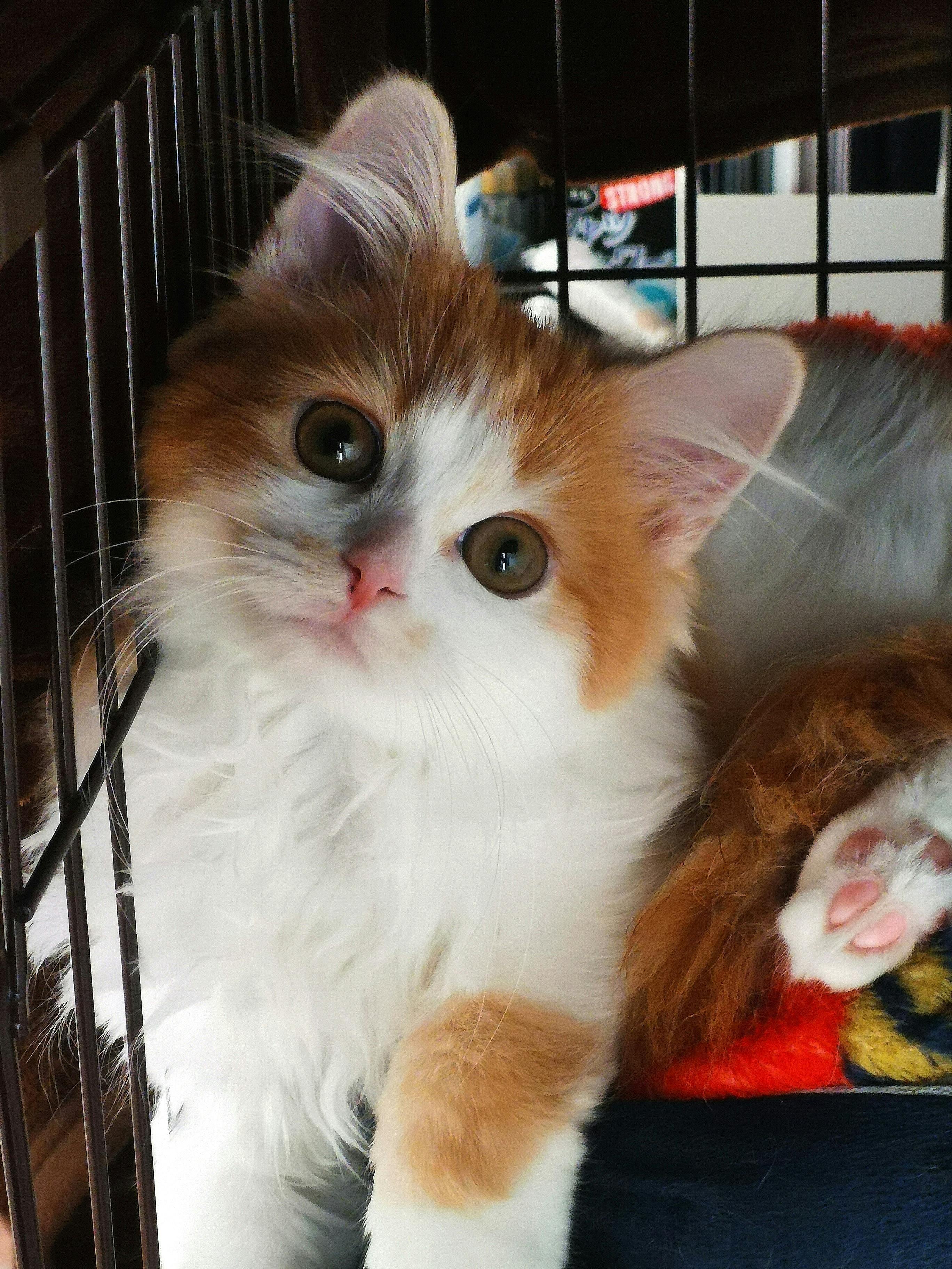 難病 猫伝染性腹膜炎 Fip の治療プログラムのご協力をお願い申し上げます Campfire キャンプファイヤー