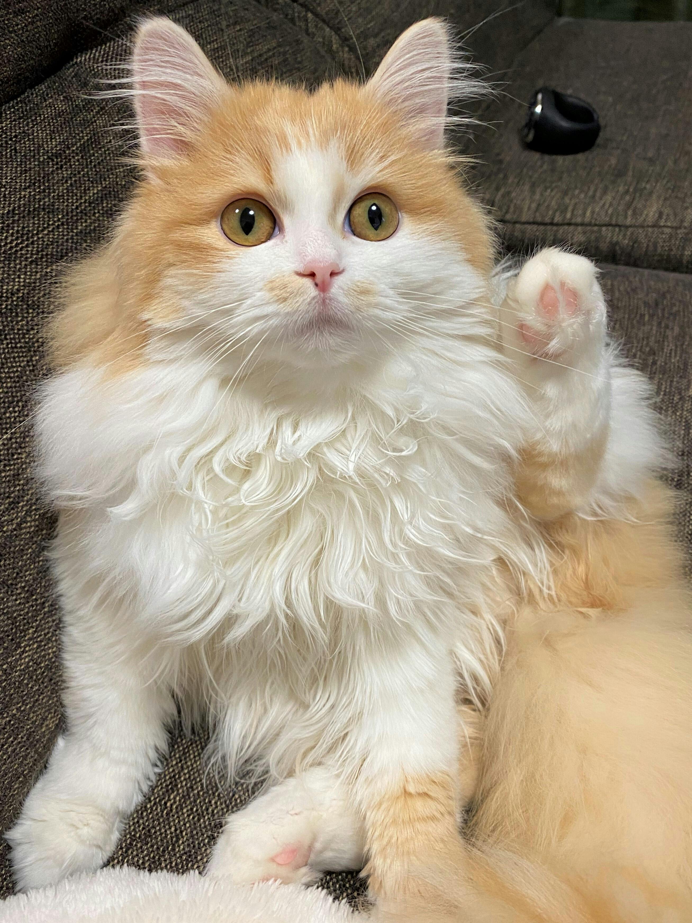 難病 猫伝染性腹膜炎 Fip の治療プログラムのご協力をお願い申し上げます Campfire キャンプファイヤー