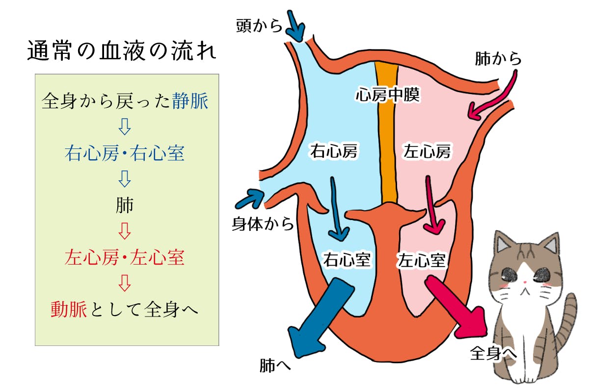 心房中隔欠損症と診断された 飼い猫 ミルク にご支援ください Campfire キャンプファイヤー