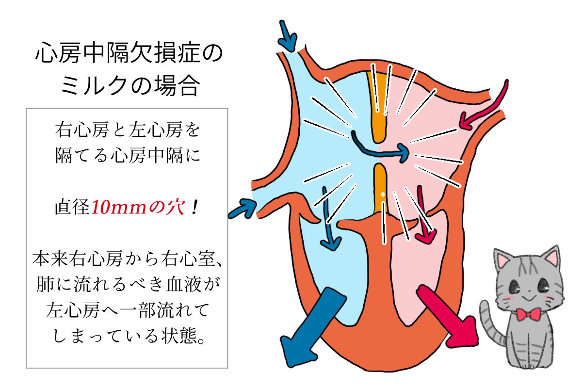 心房中隔欠損症と診断された、飼い猫「ミルク」にご支援ください 
