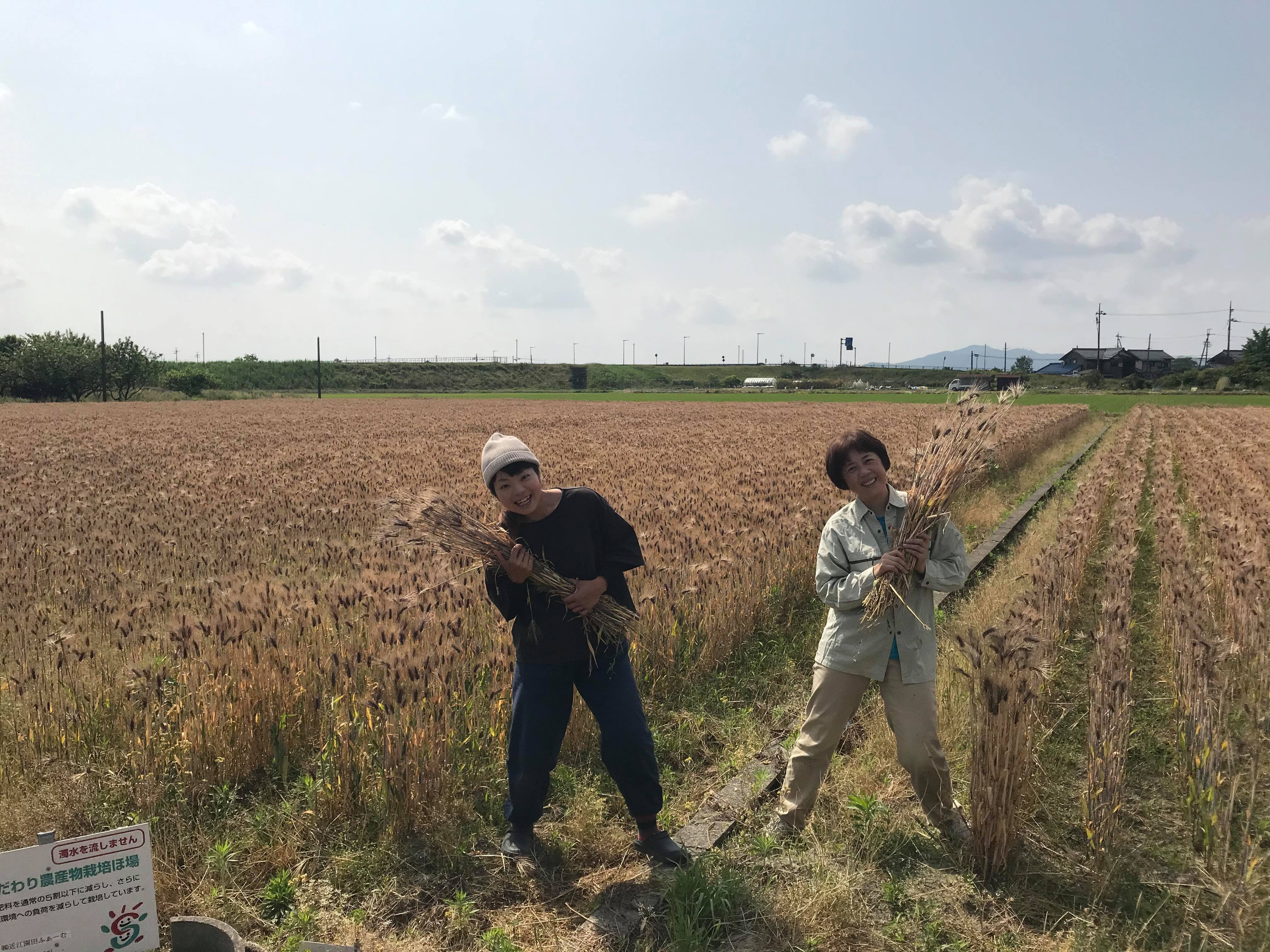 滋賀県産無農薬大麦ストローを商品化 脱プラスチックを考えるきっかけに Campfire キャンプファイヤー 滋賀県産無農薬大麦ストローを商品化 脱プラスチックを考えるきっかけに Campfire キャンプファイヤー
