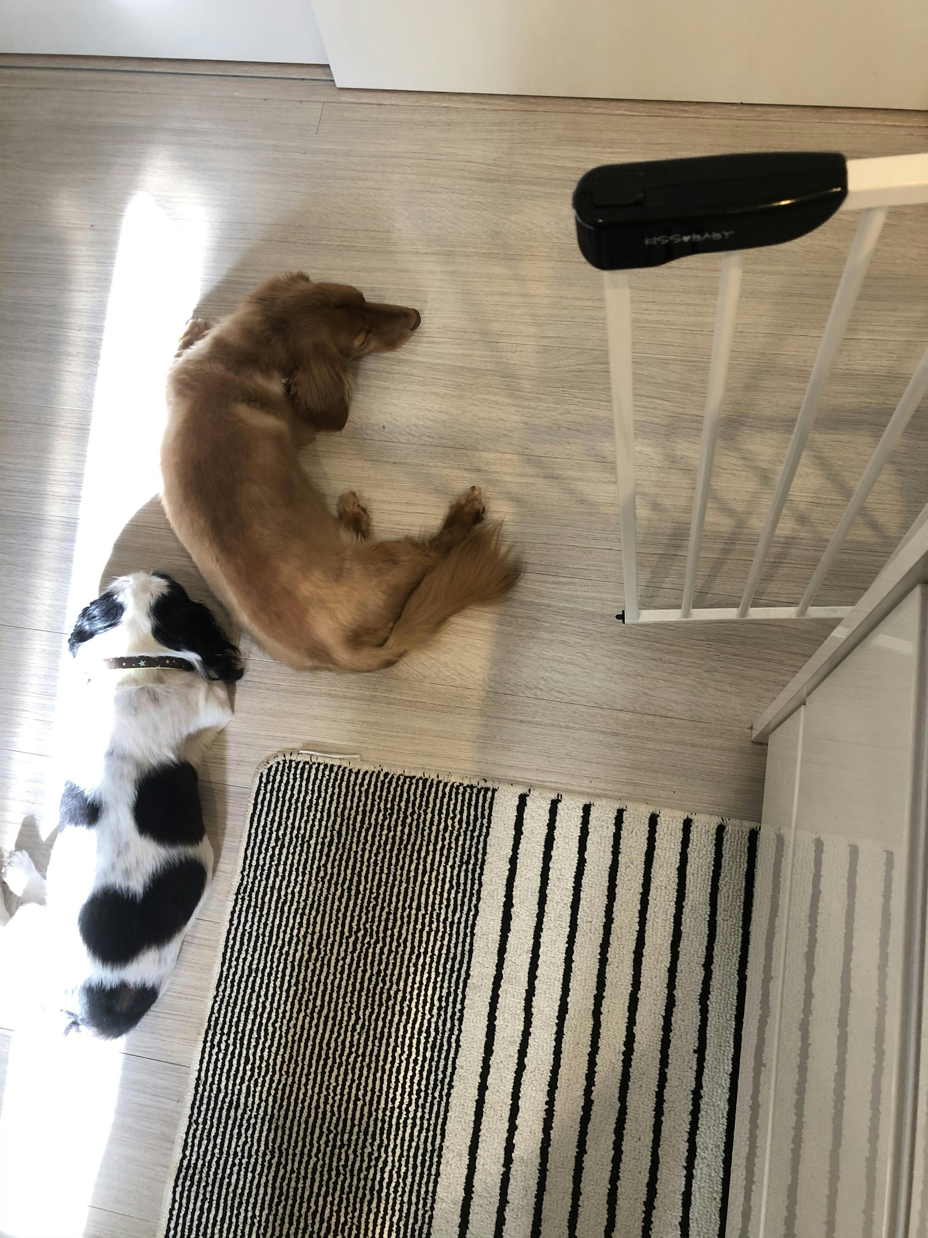 愛犬を助けてください Campfire キャンプファイヤー 愛犬を助けてください Campfire キャンプファイヤー