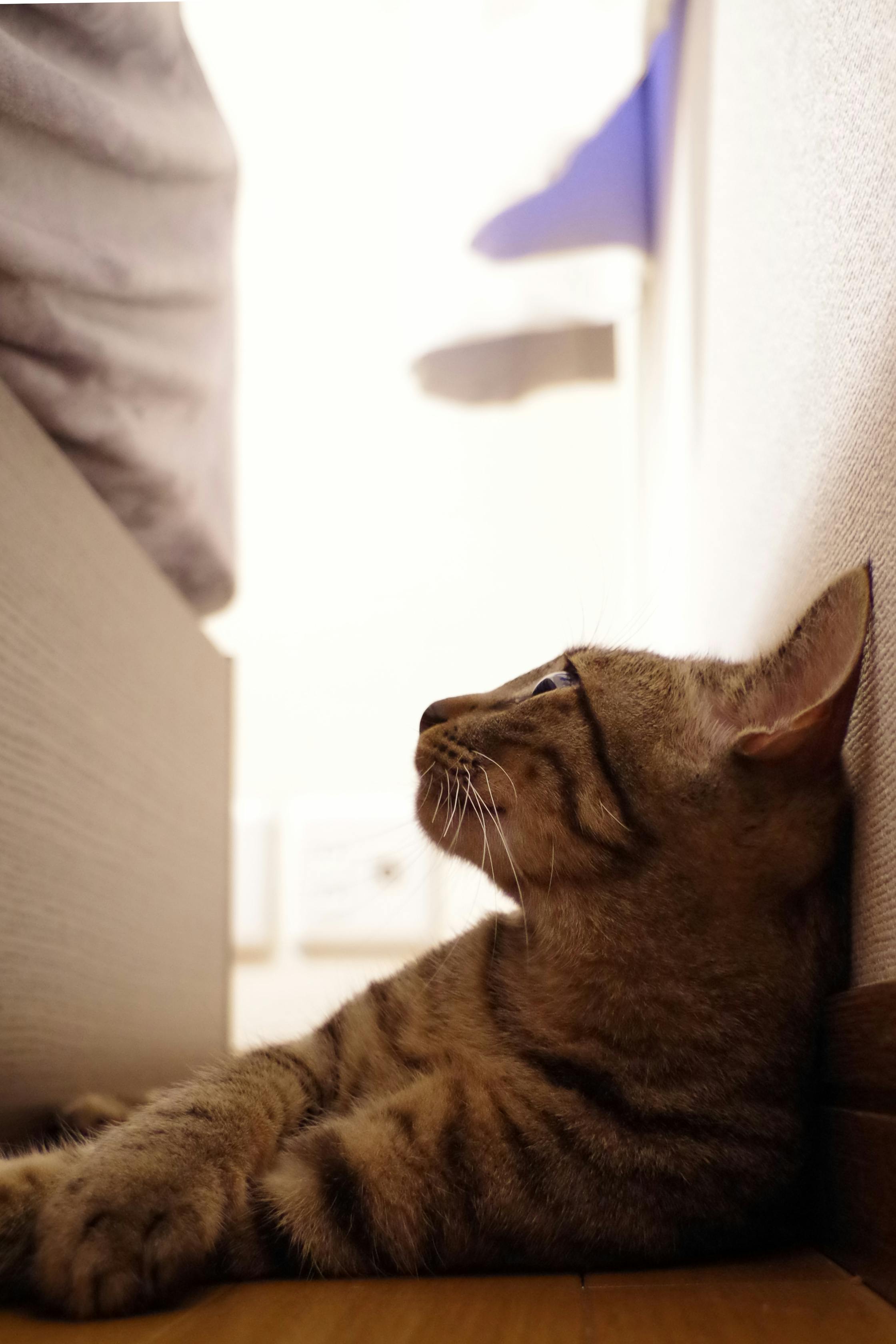 Fip 猫伝染性腹膜炎 元ノラの子猫 小虎 ことら の命を救いたい Campfire キャンプファイヤー Fip 猫伝染性腹膜炎 元ノラの子猫 小虎 ことら の命を救いたい Campfire キャンプファイヤー