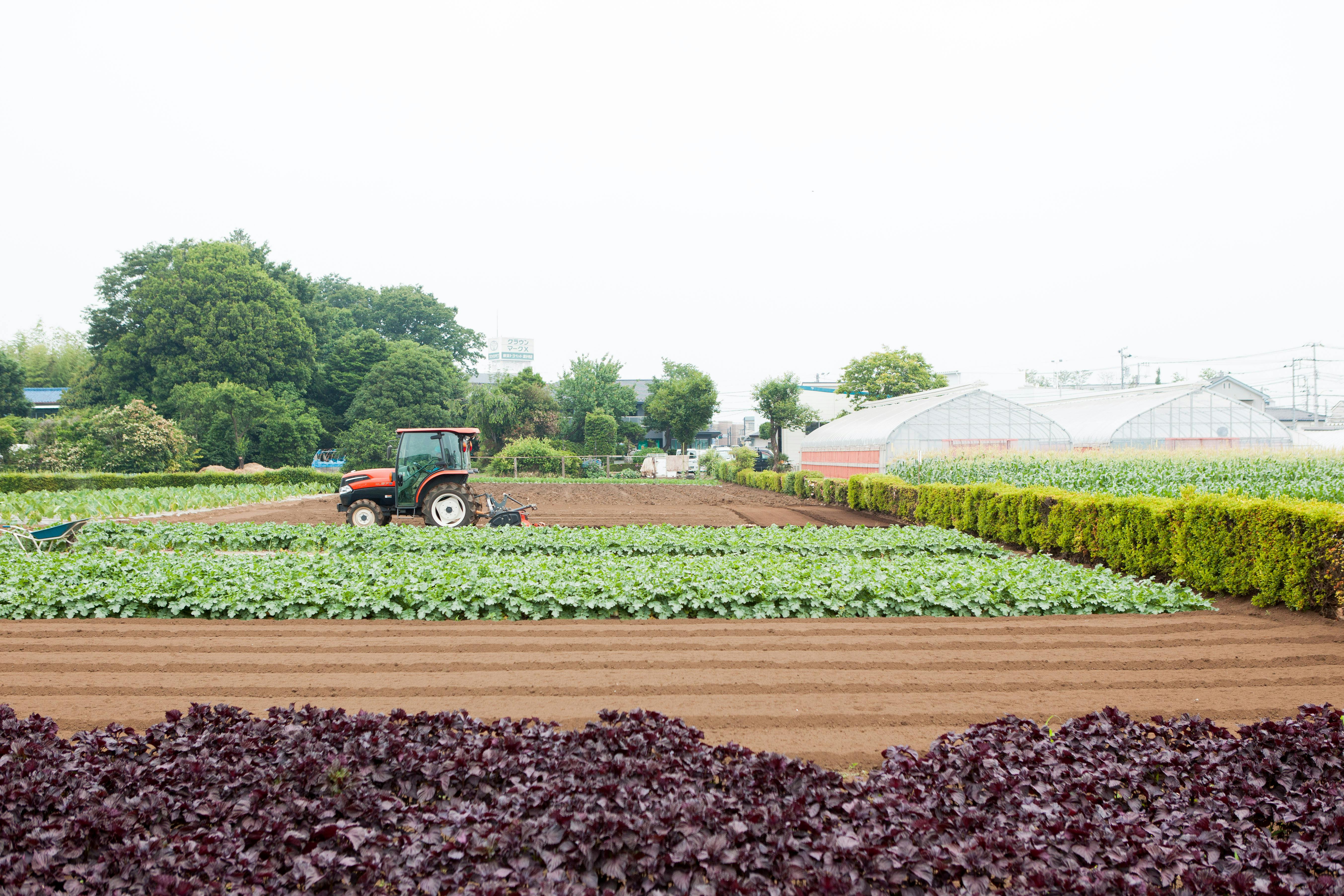 東京農業活性化ベンチャーの新商品をつくる エマリコ応援プロジェクト Campfire キャンプファイヤー