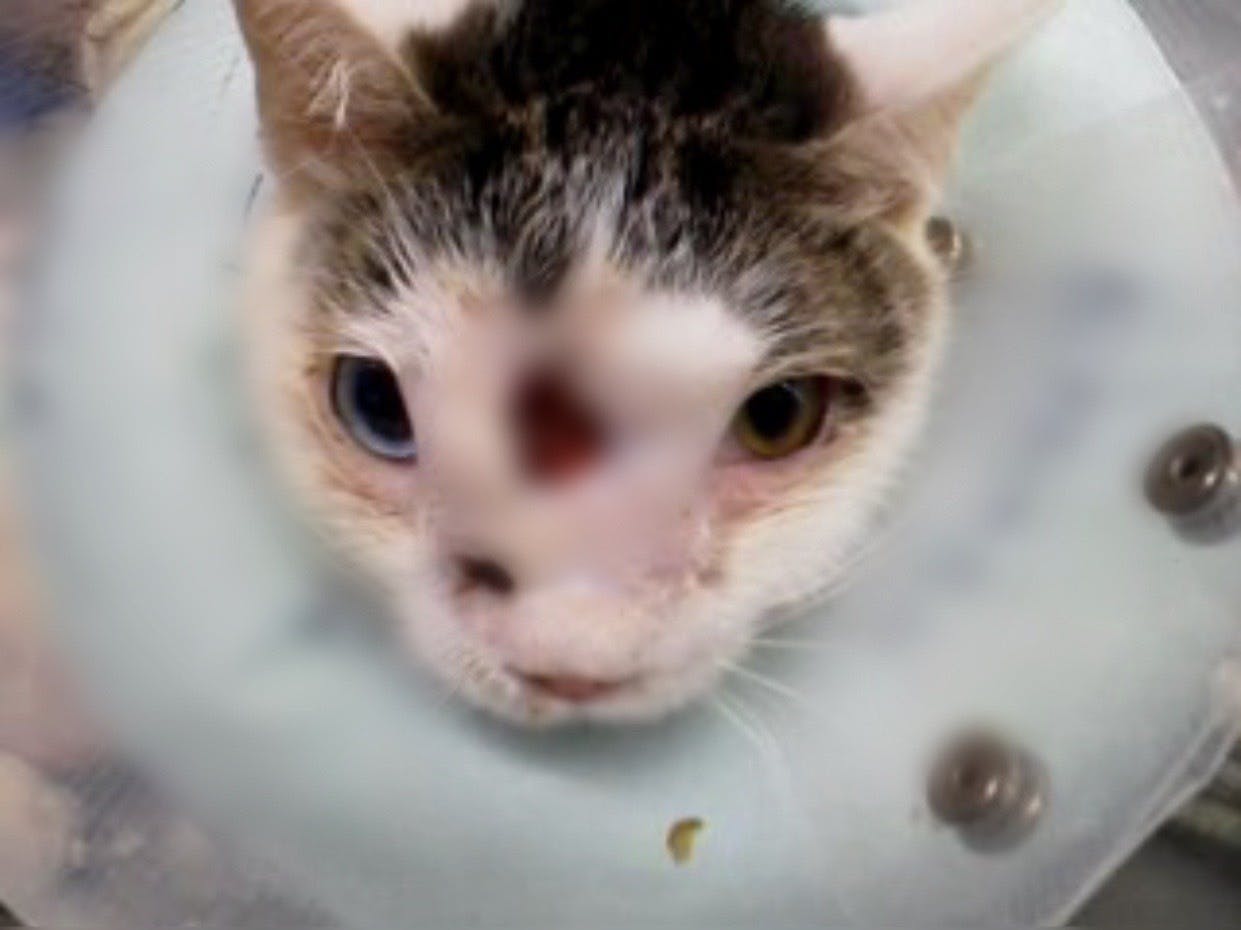 手術 治療費のお願い 長生きできないかも と言われたこの子を救いたい Campfire キャンプファイヤー