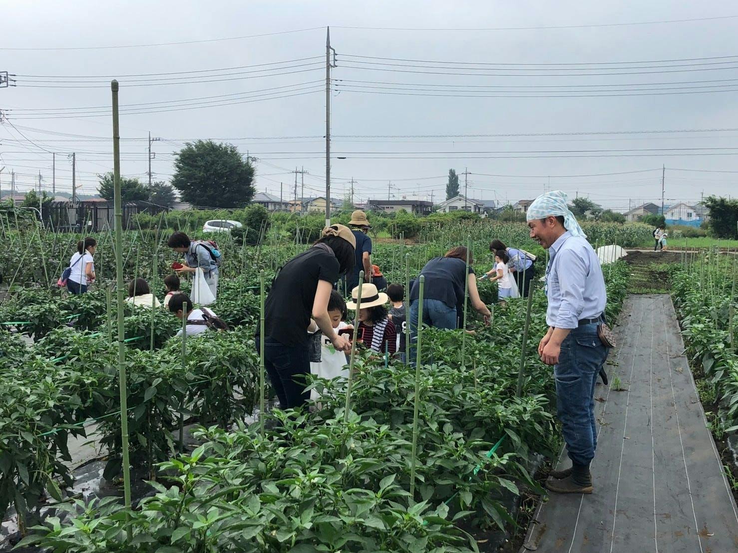 東京農業活性化ベンチャーの新商品をつくる エマリコ応援プロジェクト Campfire キャンプファイヤー