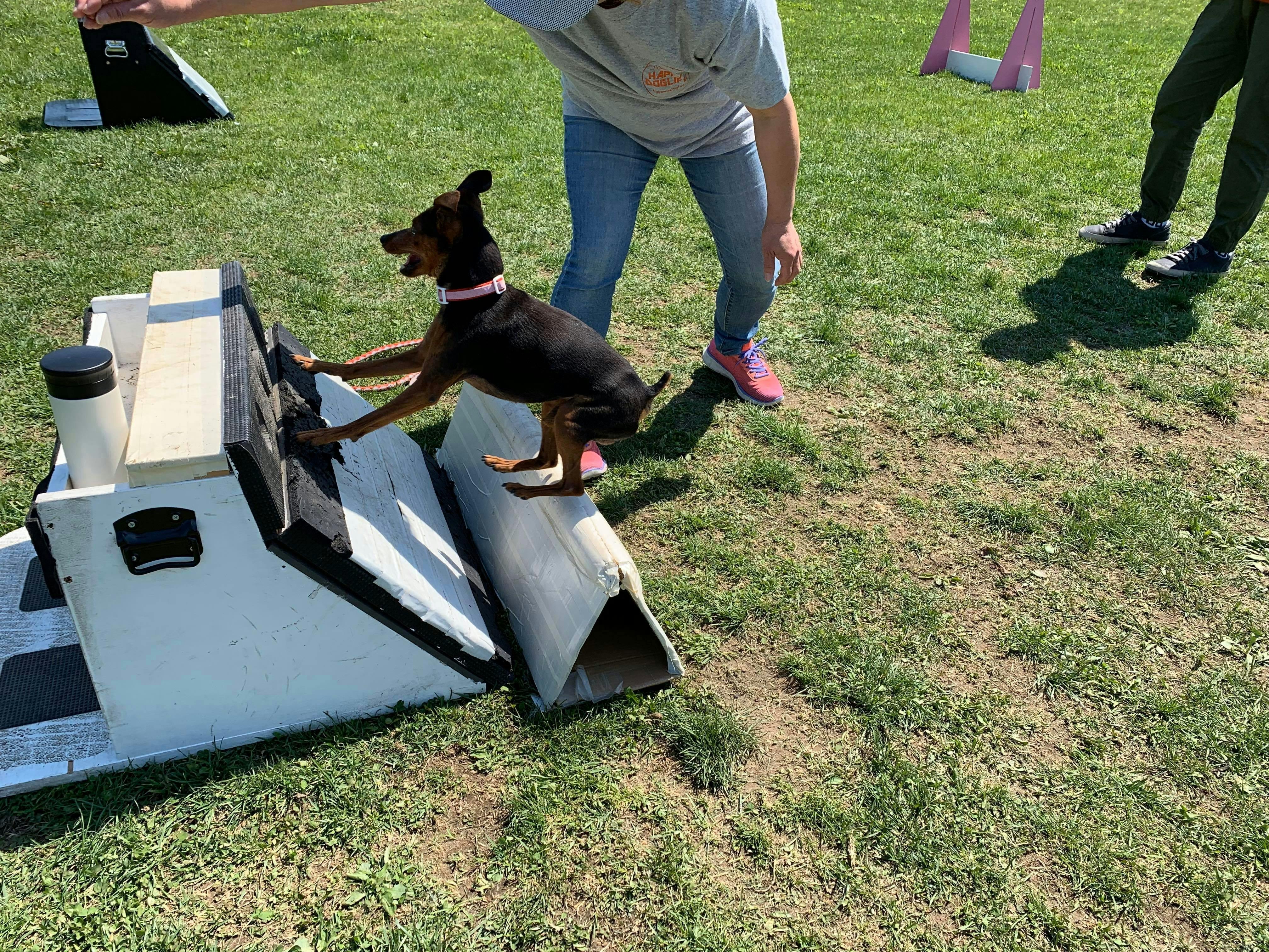 雪の街札幌 に インドアドッグトレーニングジム を作りたい Campfire キャンプファイヤー 雪の街札幌 に インドアドッグトレーニングジム を作りたい Campfire キャンプファイヤー