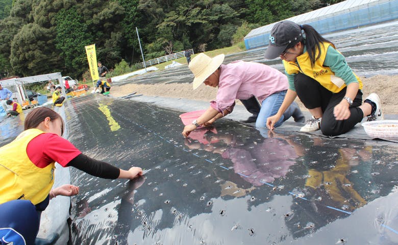 photo:自社農場での葉にんにく作付け体験