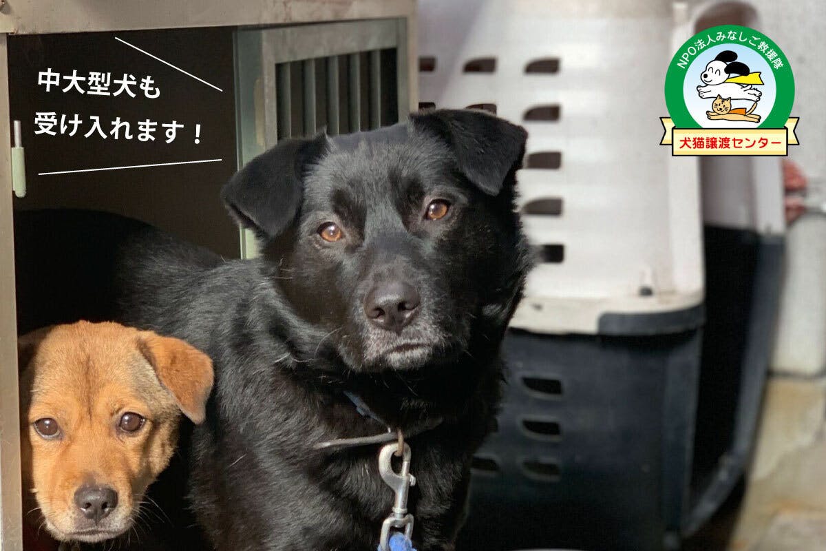 捨てられた犬猫たちの保護施設を完成させたい Campfire キャンプファイヤー 捨てられた犬猫たちの保護施設を完成させたい Campfire キャンプファイヤー