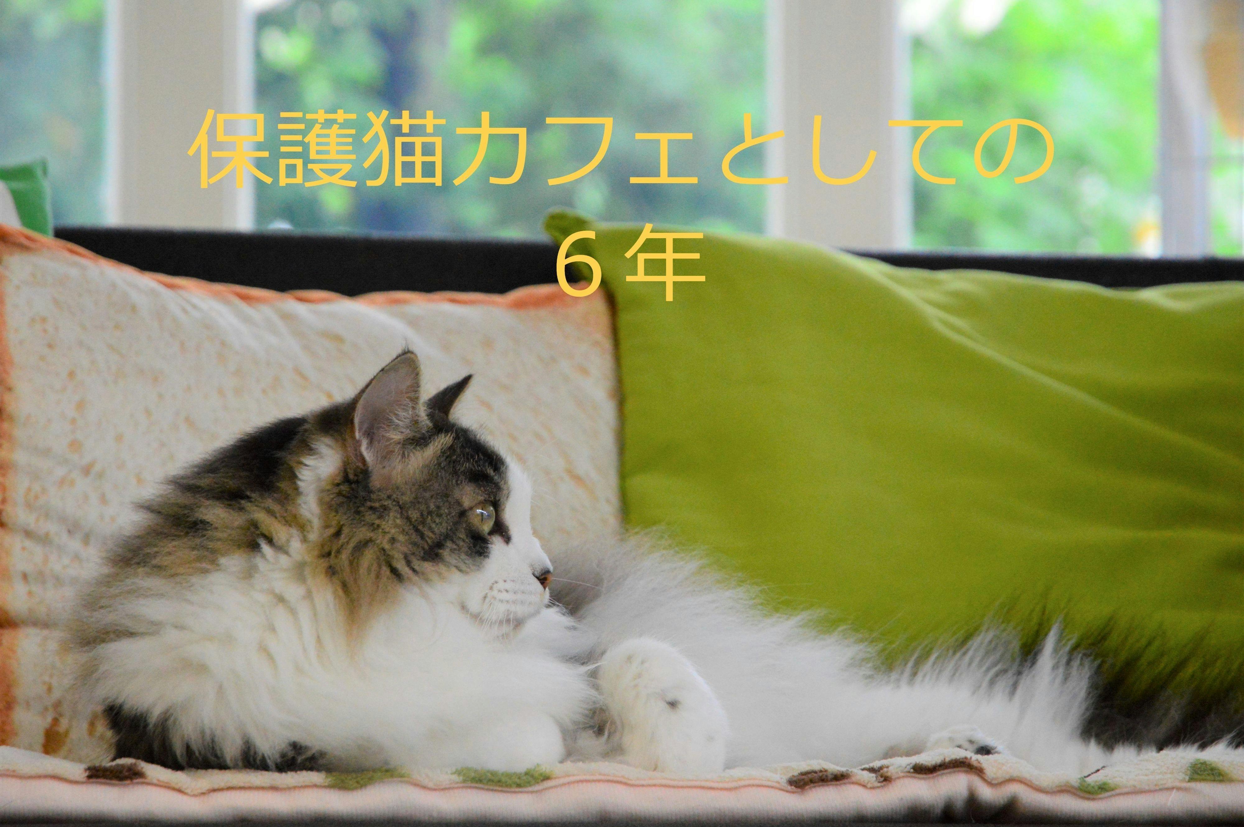 コロナ禍で保護猫カフェが閉店 残された猫達の安住の地を信州に作ります Campfire キャンプファイヤー コロナ禍で保護猫カフェが閉店 残された猫達の安住の地を信州に作ります Campfire キャンプファイヤー