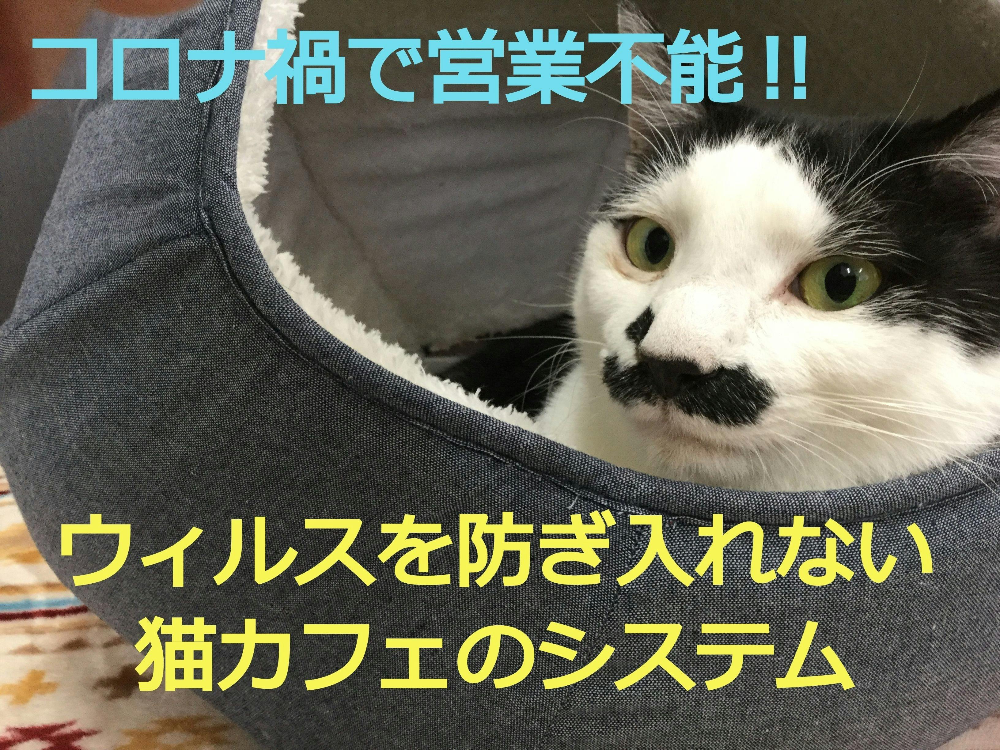 コロナ禍で保護猫カフェが閉店 残された猫達の安住の地を信州に作ります Campfire キャンプファイヤー