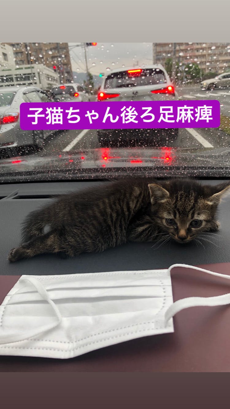 下半身不随状態の猫 小さな命 どうか命のバトンを繋いで下さい Campfire キャンプファイヤー 下半身不随状態の猫 小さな命 どうか命のバトンを繋いで下さい Campfire キャンプファイヤー