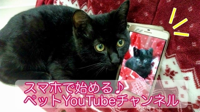 あなたの参加が可愛い猫を救います！保護猫を広める「猫しもべ検定」を 