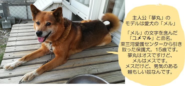 自著 犬キューピット をリニューアル再自費出版で殺処分0に貢献したい Campfire キャンプファイヤー 自著 犬キューピット をリニューアル再自費出版で殺処分0に貢献したい Campfire キャンプファイヤー