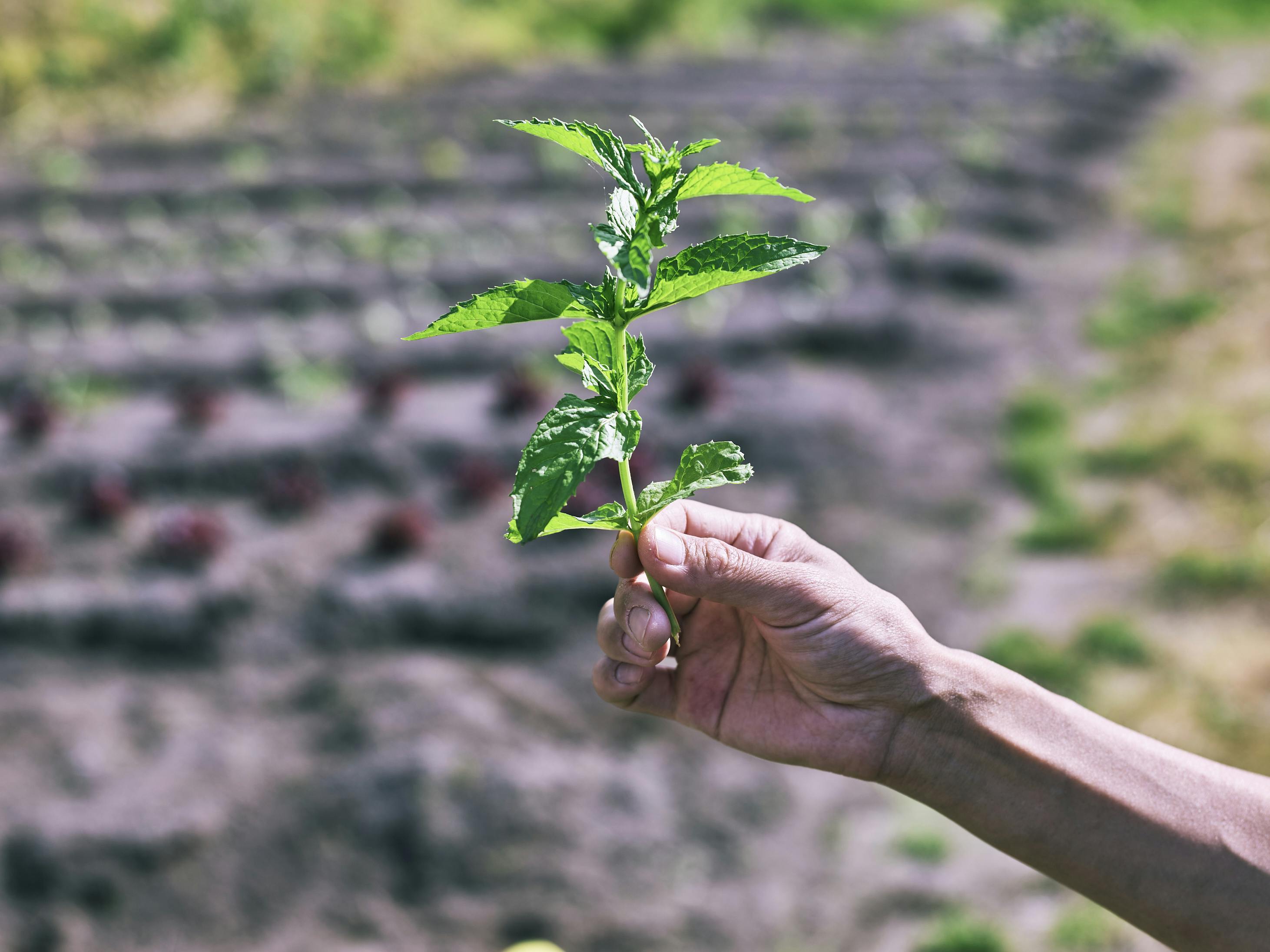 飛騨高山『真寿田 米之助』自在鉤