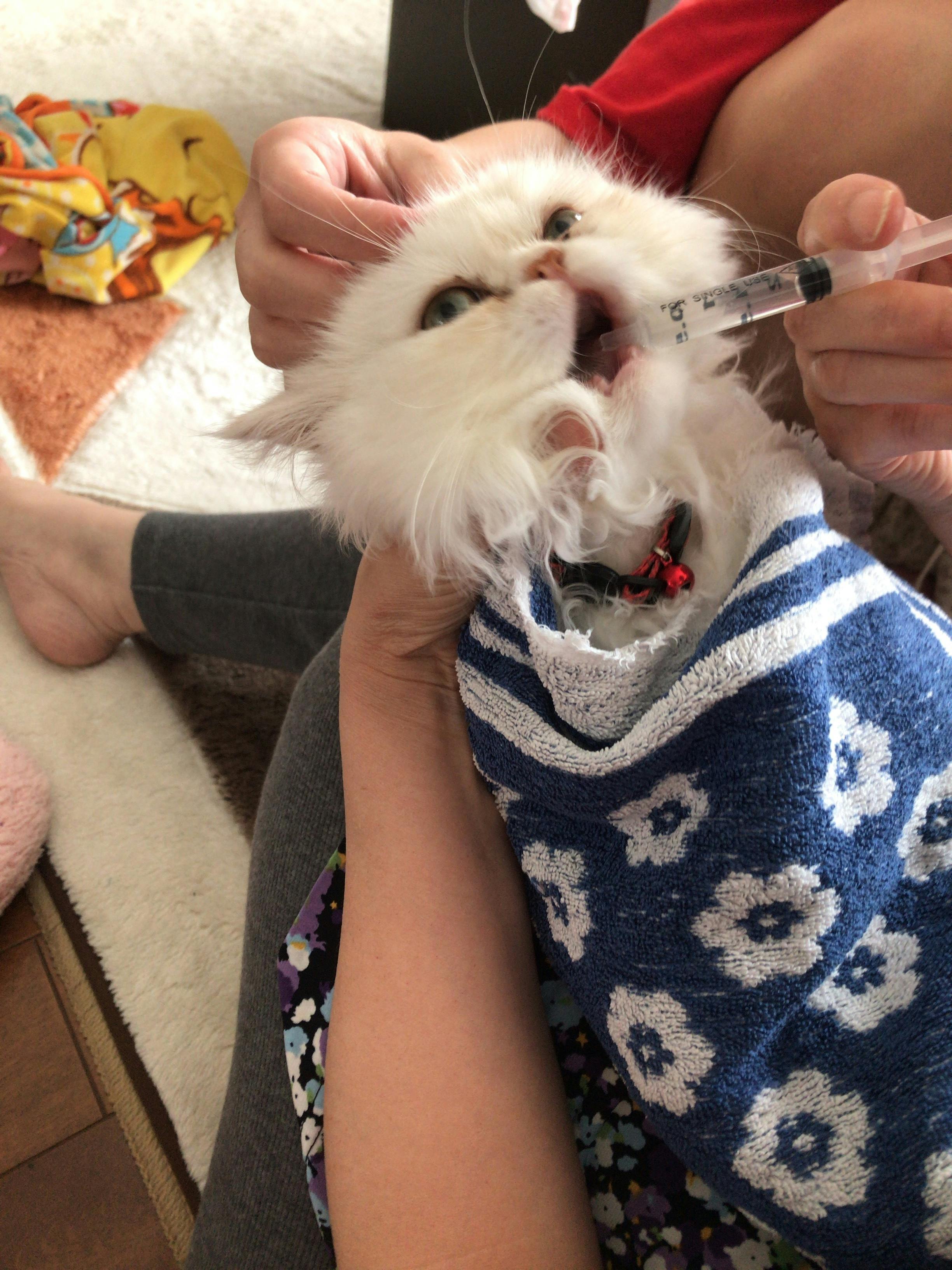 ヴァニラのFIP（猫伝染性腹膜炎）治療費にご協力ください！ - CAMPFIRE 