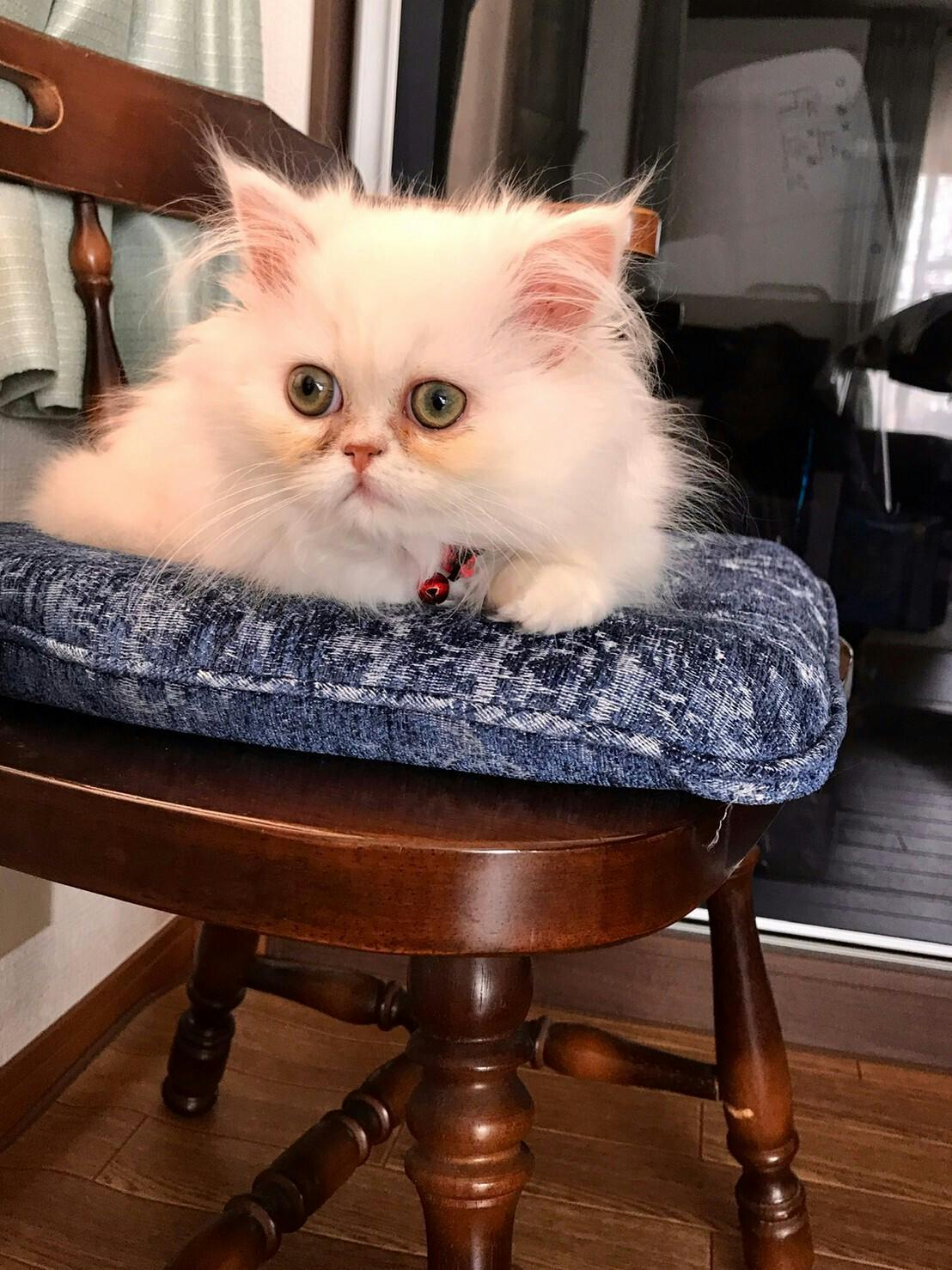 ヴァニラのFIP（猫伝染性腹膜炎）治療費にご協力ください！ - CAMPFIRE 