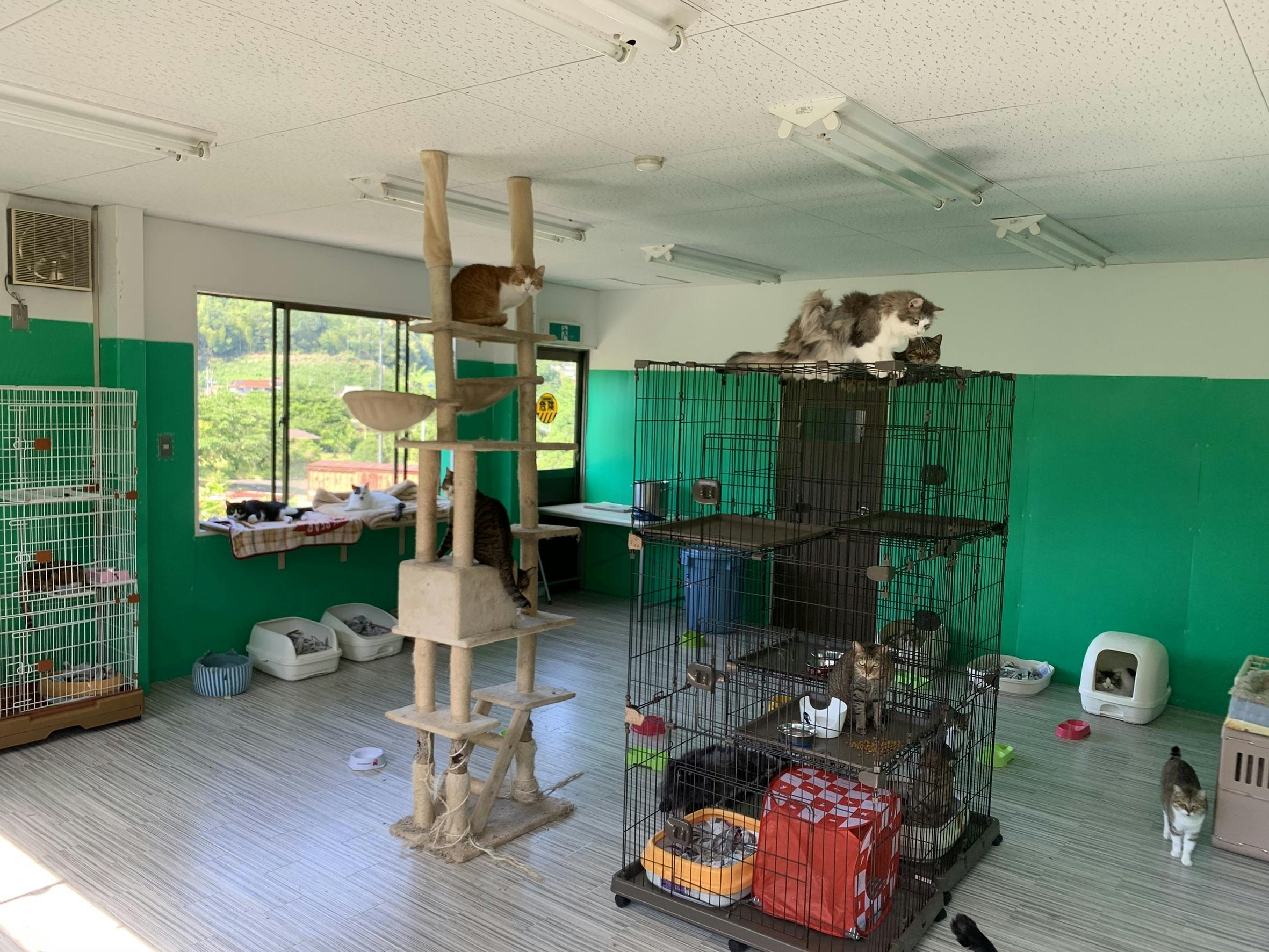 捨てられた犬猫たちの保護施設を完成させたい! - CAMPFIRE (キャンプ