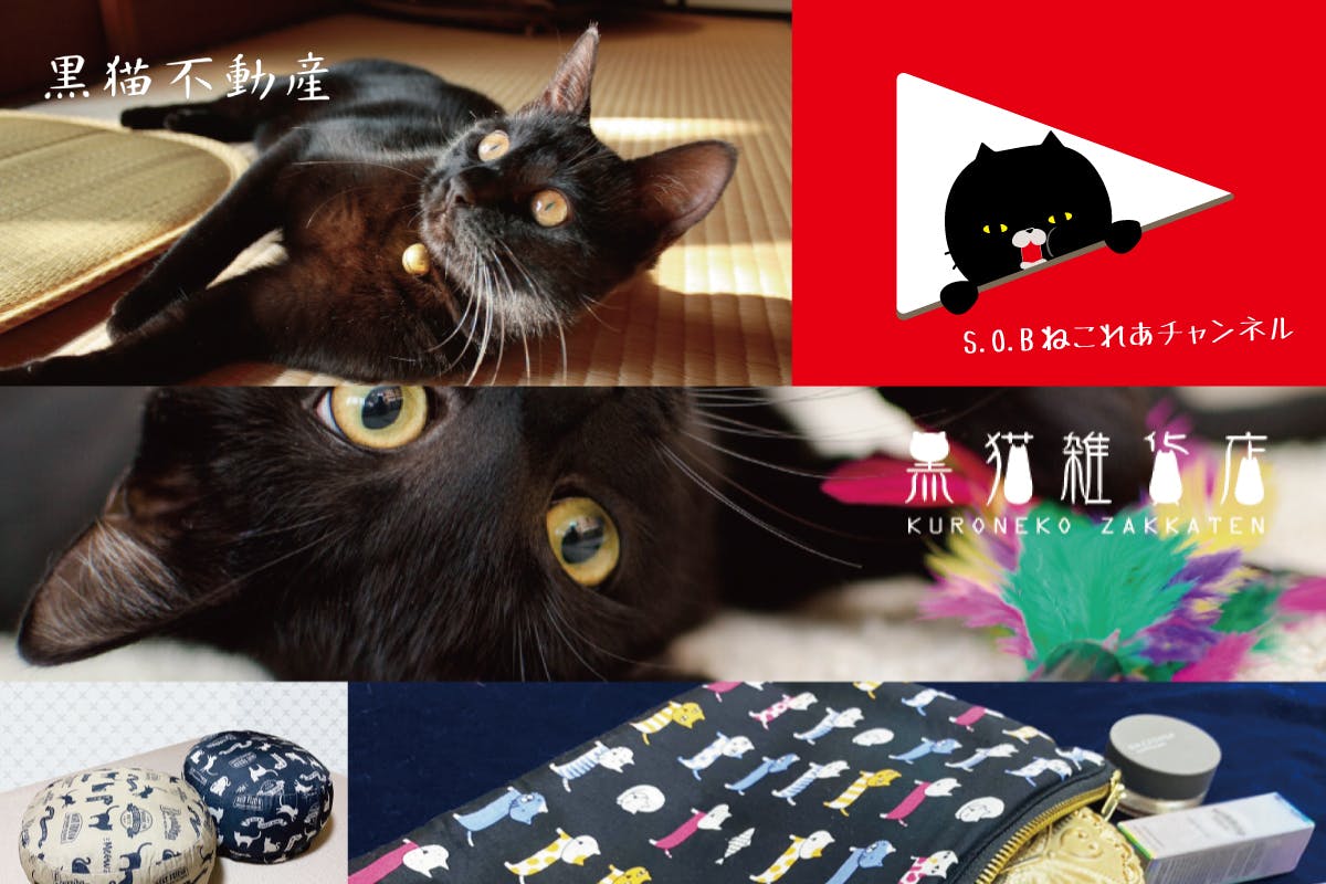 コロナに負けず 新しい保護猫支援の形 を名古屋から全国に広めたい Campfire キャンプファイヤー