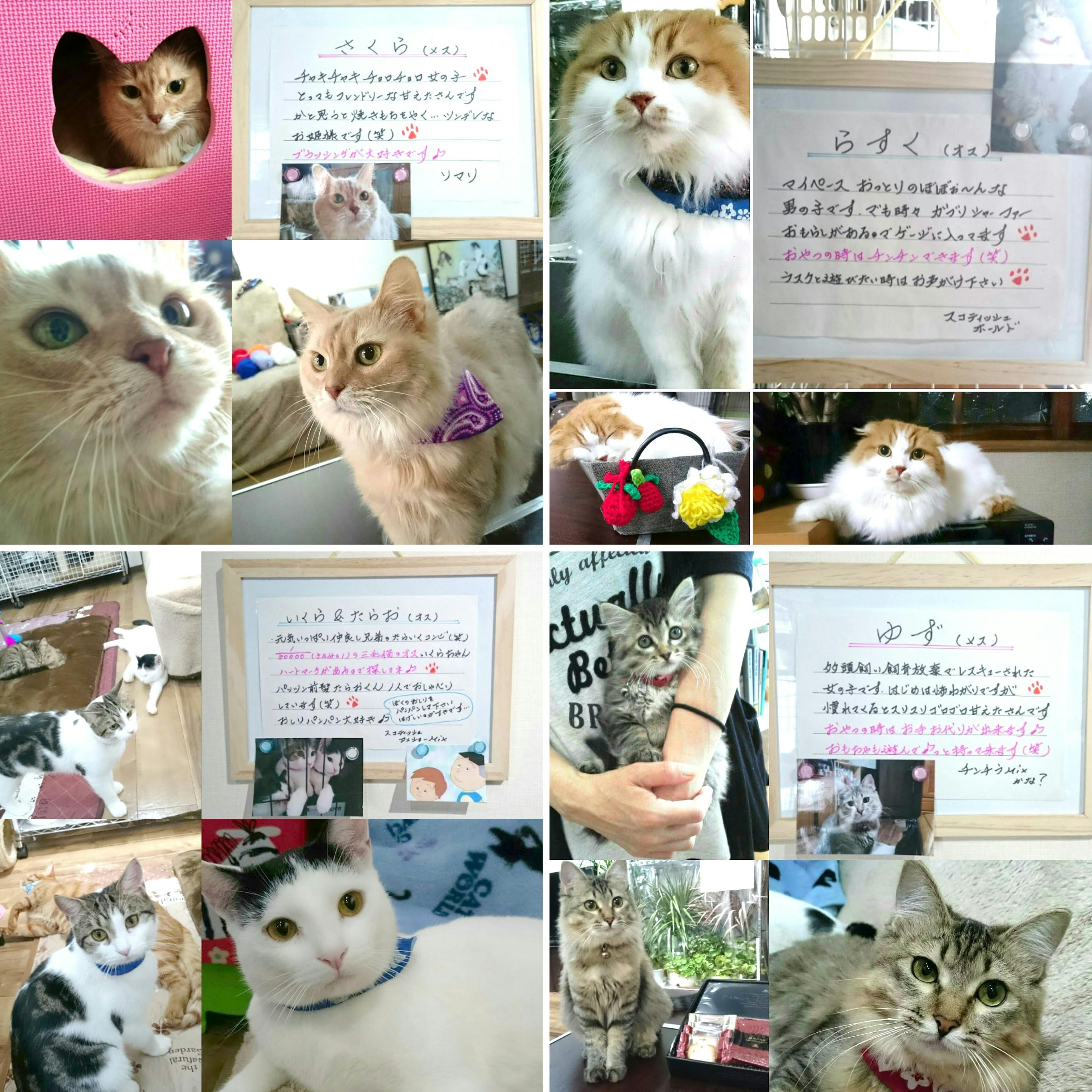 ねこcafe Salon De Kei コロナショック でも猫達の居場所は守る Campfire キャンプファイヤー ねこcafe Salon De Kei コロナショック でも猫達の居場所は守る Campfire キャンプファイヤー