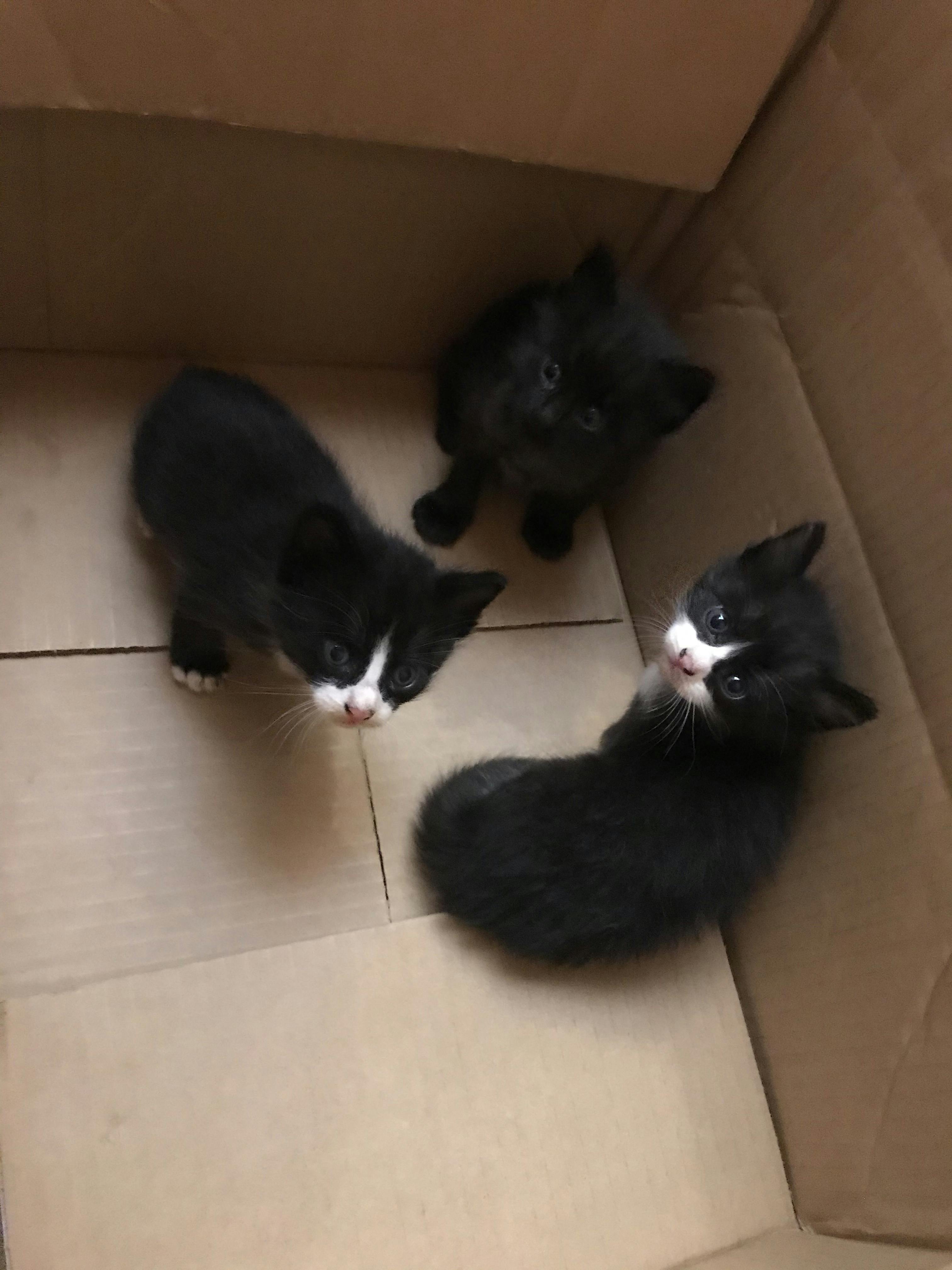 保護した子猫３匹 小さな命を救いたいです 医療費 手術代 Campfire キャンプファイヤー