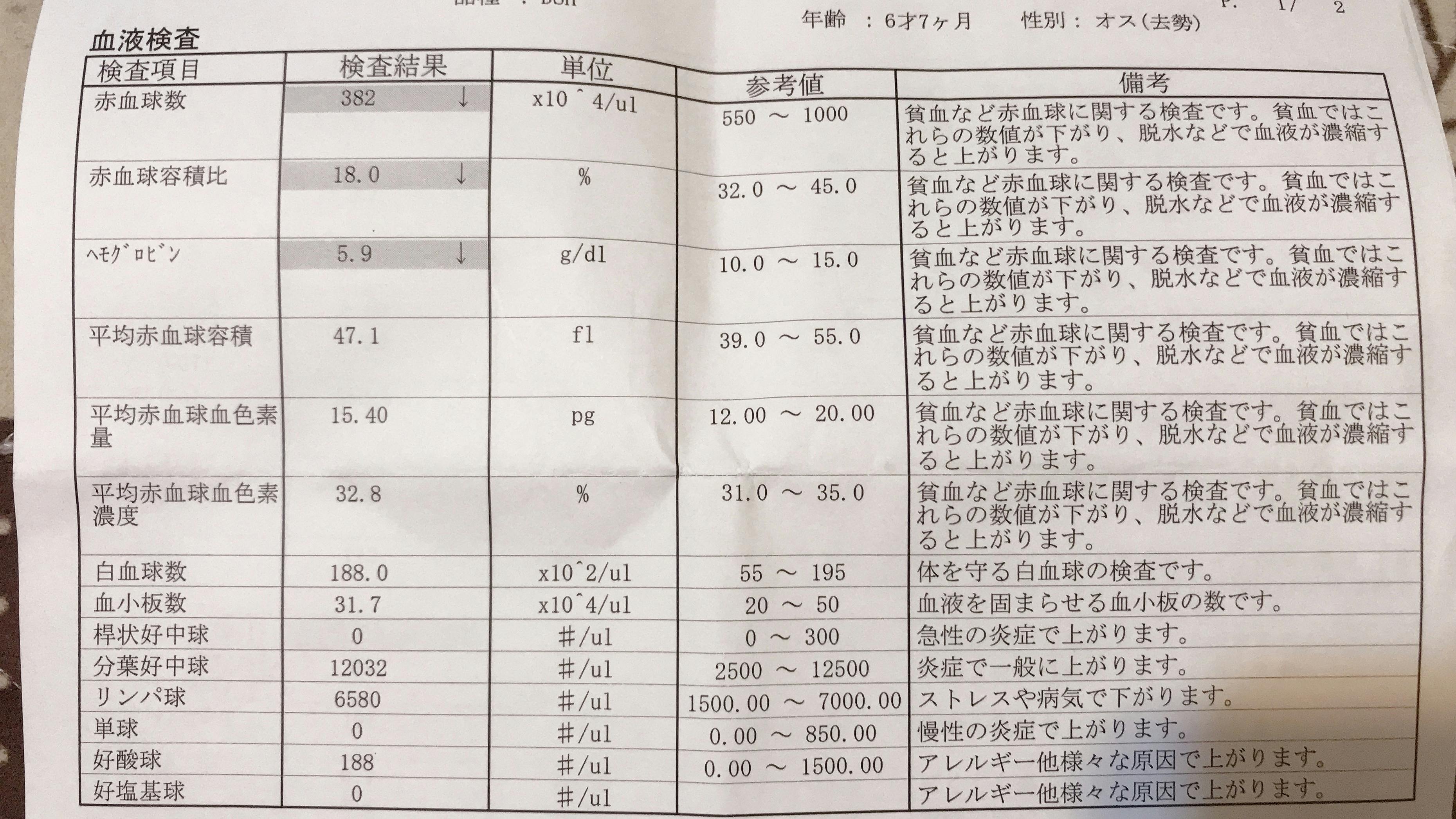 怪我をした黒猫を保護したら猫エイズキャリアで腎不全になりかかっています Campfire キャンプファイヤー 怪我をした黒猫を保護したら猫エイズキャリアで腎不全になりかかっています Campfire キャンプファイヤー