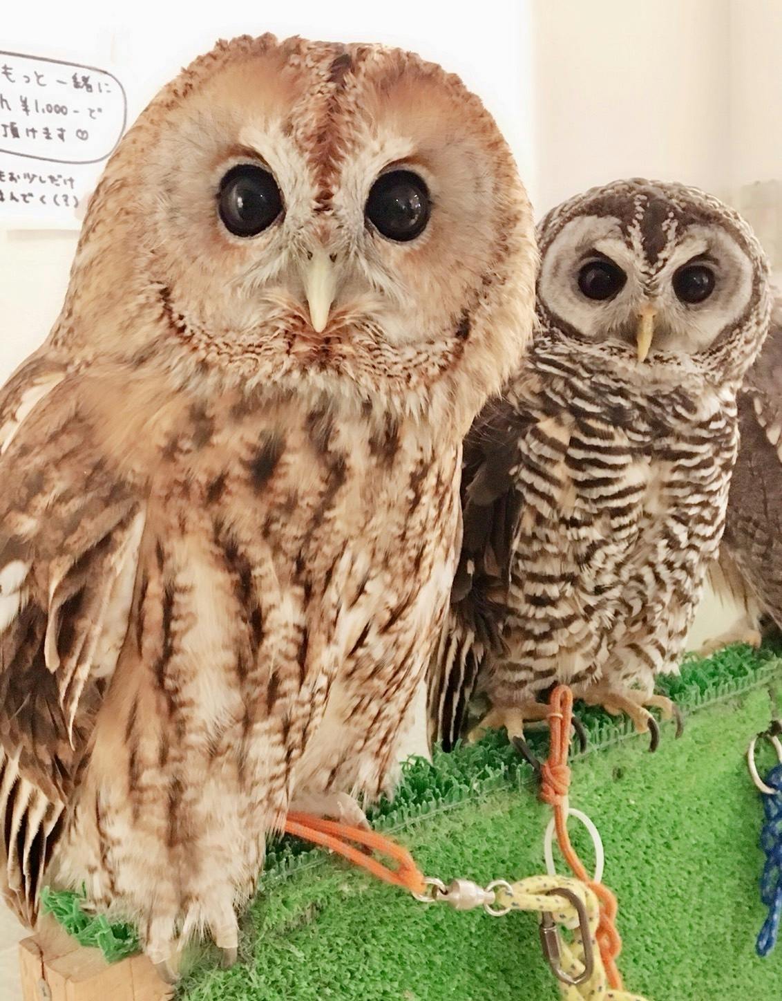 新型コロナで フクロウのみせ 存続の危機 世界初のフクロウカフェ存続支援のお願い Campfire キャンプファイヤー 新型コロナで フクロウのみせ 存続の危機 世界初のフクロウカフェ存続支援のお願い Campfire キャンプファイヤー