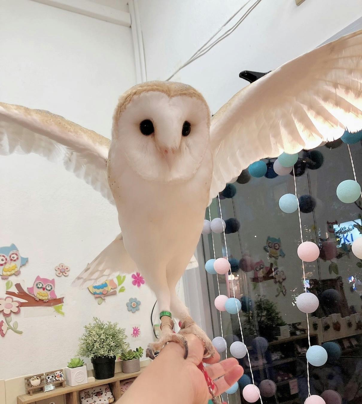 新型コロナで フクロウのみせ 存続の危機 世界初のフクロウカフェ存続支援のお願い Campfire キャンプファイヤー 新型コロナで フクロウのみせ 存続の危機 世界初のフクロウカフェ存続支援のお願い Campfire キャンプファイヤー