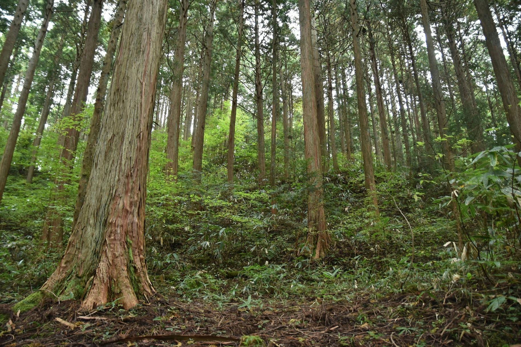 3000本の檜を植えよう！みんなでつくる50年後の森 - CAMPFIRE