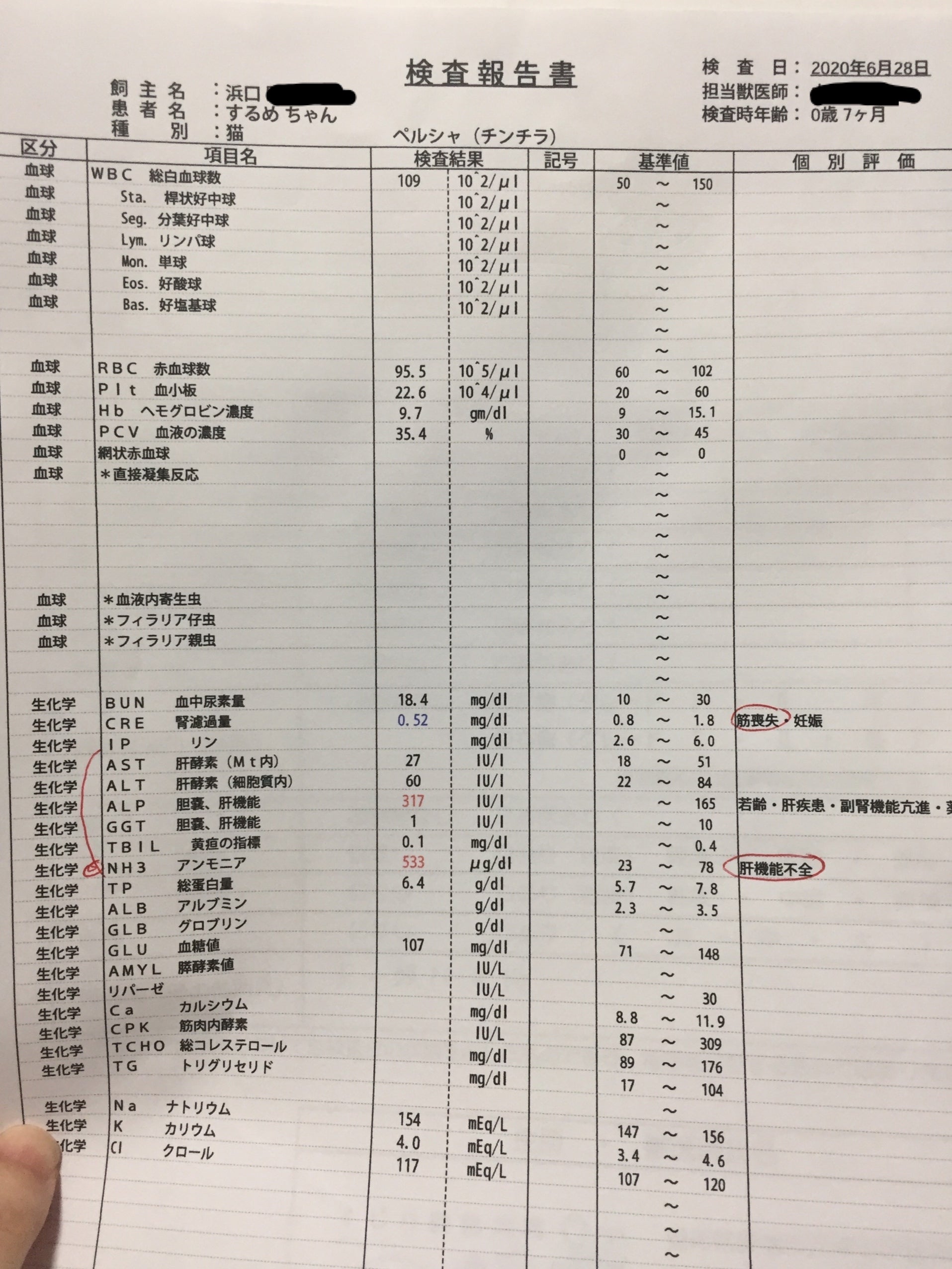 難病 肝門脈シャント の愛猫 するめの命を助けたい どうか力を貸してください Campfire キャンプファイヤー