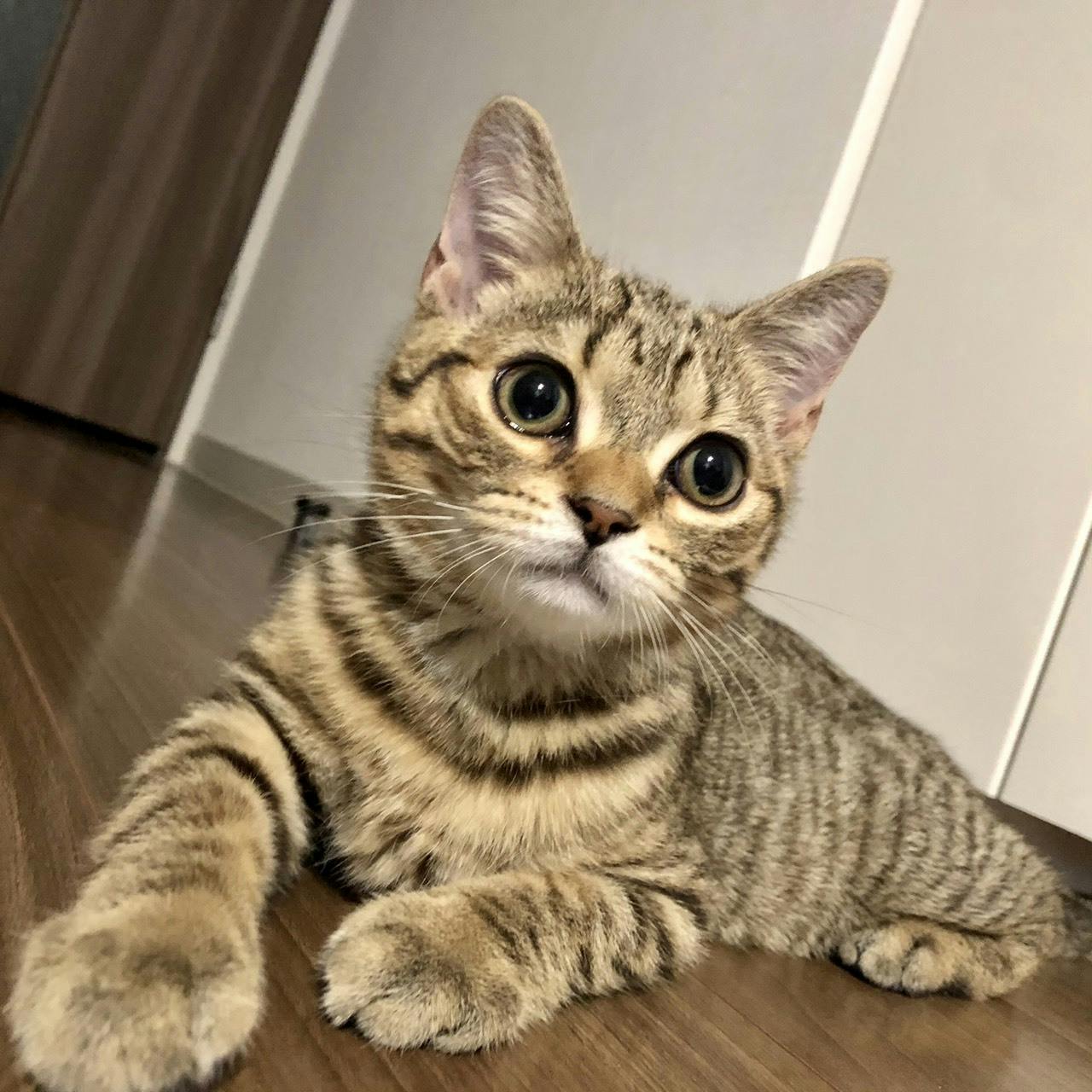 命を救って下さい 猫伝染性腹膜炎 Fip の治療費支援のお願いです Campfire キャンプファイヤー 命を救って下さい 猫伝染性腹膜炎 Fip の治療費支援のお願いです Campfire キャンプファイヤー
