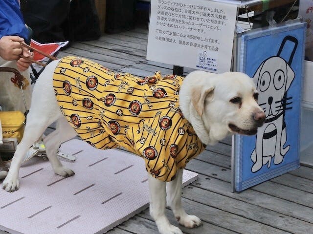 盲導犬の育成と無償貸与 啓発活動を継続するために力をお貸し下さい Campfire キャンプファイヤー 盲導犬の育成と無償貸与 啓発活動を継続するために力をお貸し下さい Campfire キャンプファイヤー