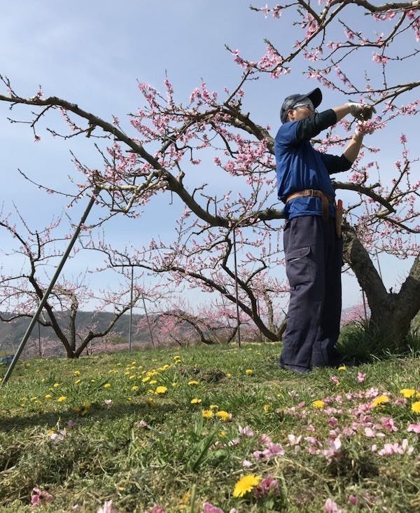 桃の摘花をする果樹農家さん