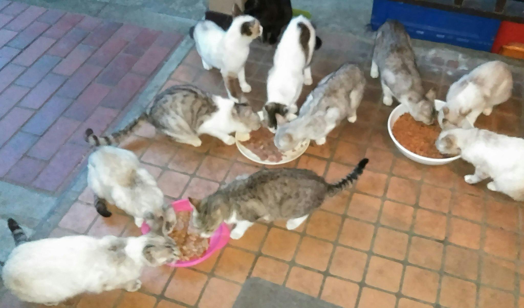 ボクたちもっと生きたいよ 病気や怪我の5匹の子猫ちゃんを助けてください Campfire キャンプファイヤー ボクたちもっと生きたいよ 病気や怪我の5匹の子猫ちゃんを助けてください Campfire キャンプファイヤー