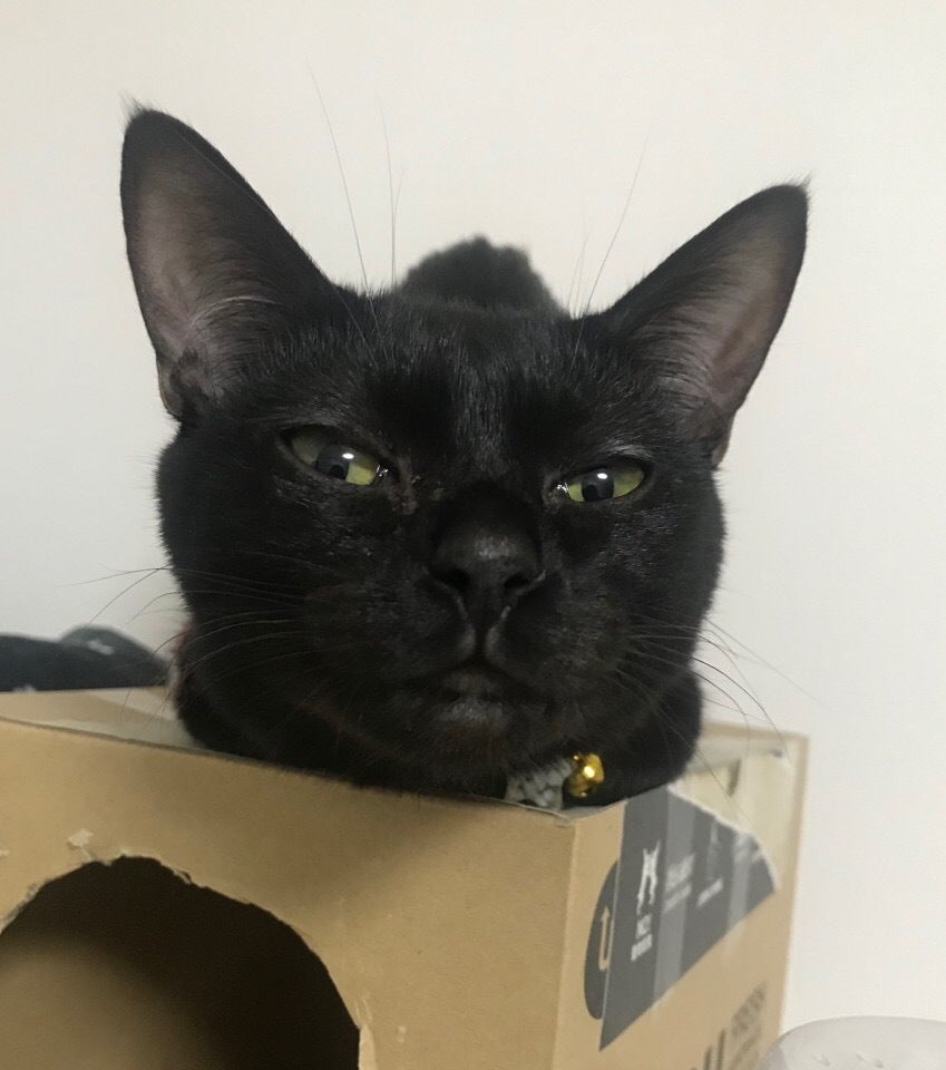 致死率100 と言われるfip 猫感染性腹膜炎 と戦う子猫に力を貸して下さい Campfire キャンプファイヤー