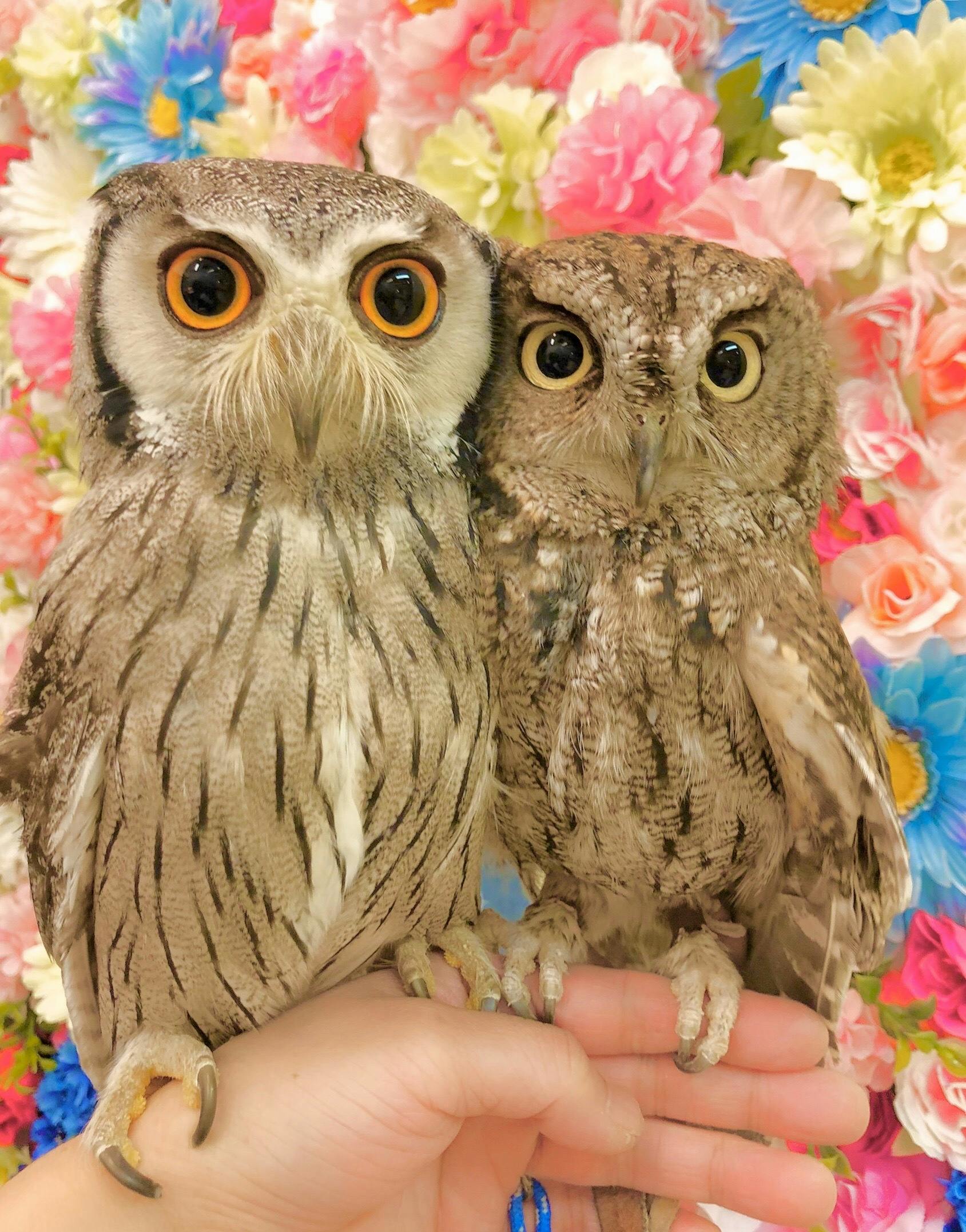 新型コロナで フクロウのみせ 存続の危機 世界初のフクロウカフェ存続支援のお願い Campfire キャンプファイヤー 新型コロナで フクロウのみせ 存続の危機 世界初のフクロウカフェ存続支援のお願い Campfire キャンプファイヤー
