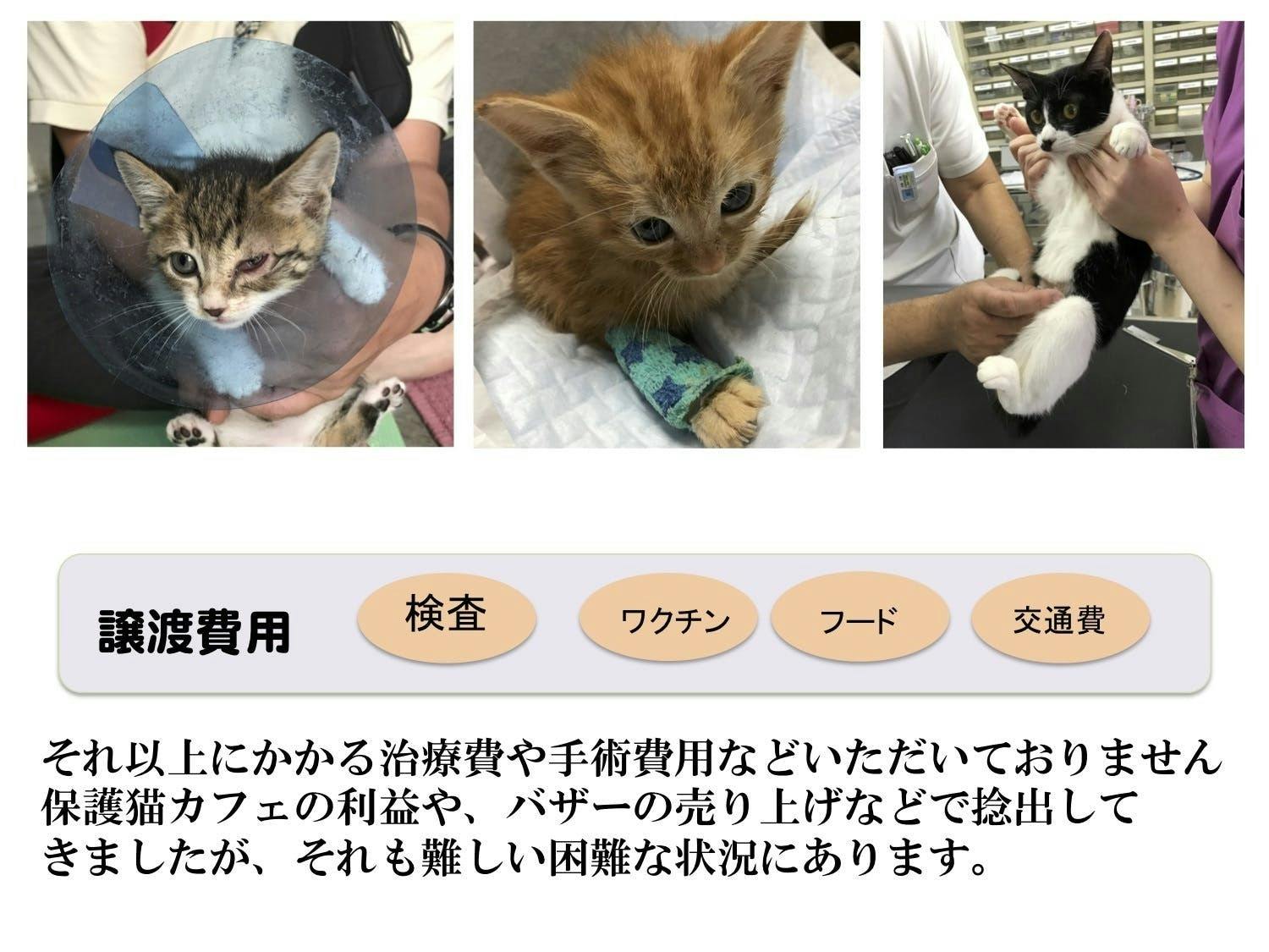 新型コロナでバザーが中止！猫たちを救う活動の存続へ！ - CAMPFIRE 