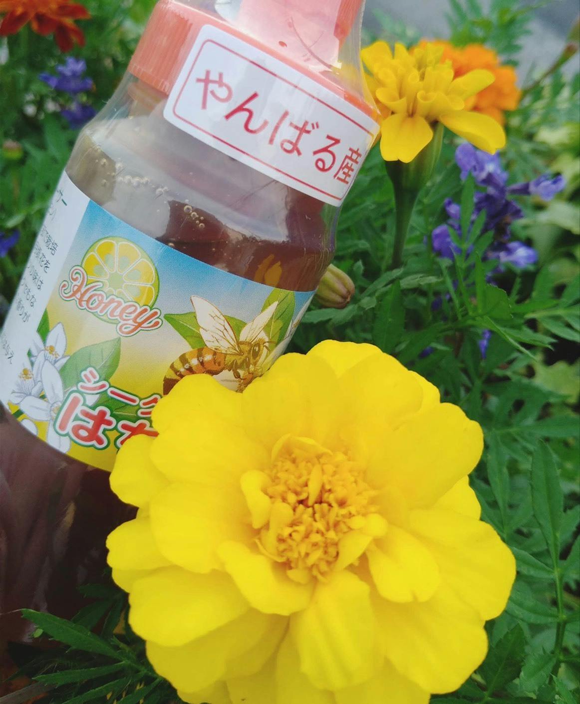 沖縄産のはちみつをブランド化し 全国に届けたい Campfire キャンプファイヤー 沖縄産のはちみつをブランド化し 全国に届けたい Campfire キャンプファイヤー