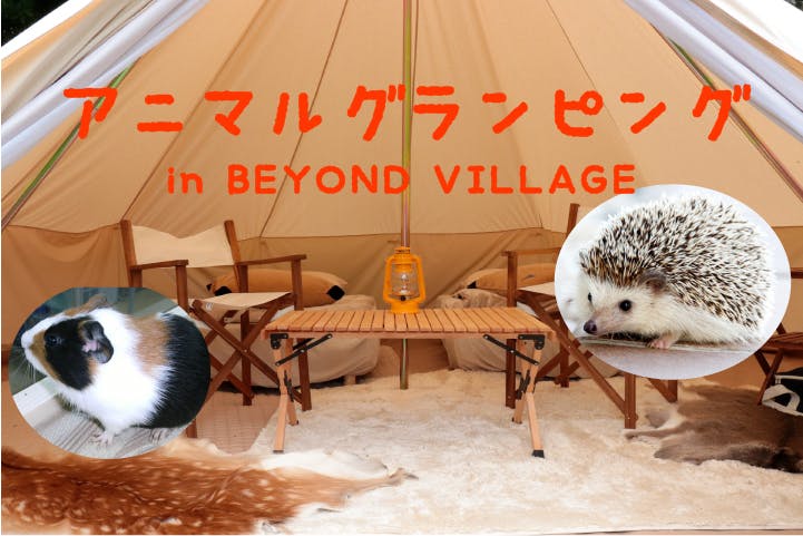 2日間限定 キャンプ場にふれあい動物園を呼んで笑顔溢れるどうぶつの森を Campfire キャンプファイヤー 2日間限定 キャンプ場にふれあい動物園を呼んで笑顔溢れるどうぶつの森を Campfire キャンプファイヤー