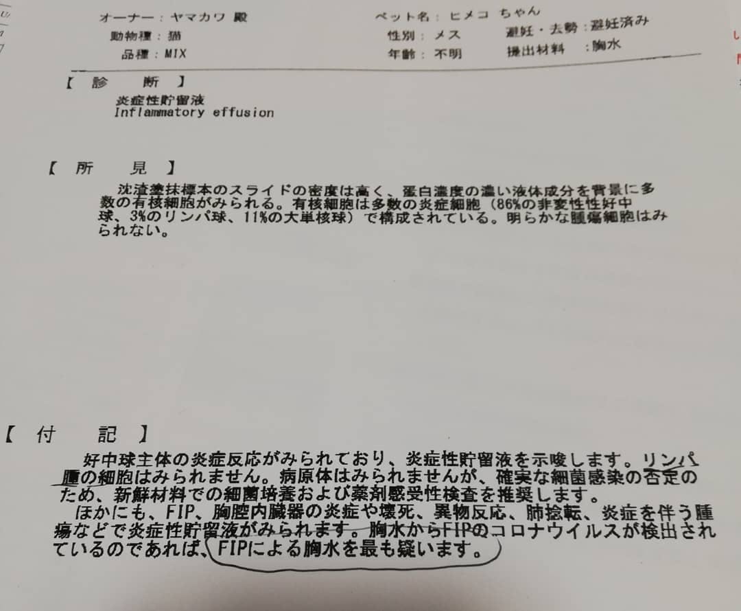 猫伝染性腹膜炎になったひめこの残りの投薬期間を無事やり遂げたいです Campfire キャンプファイヤー