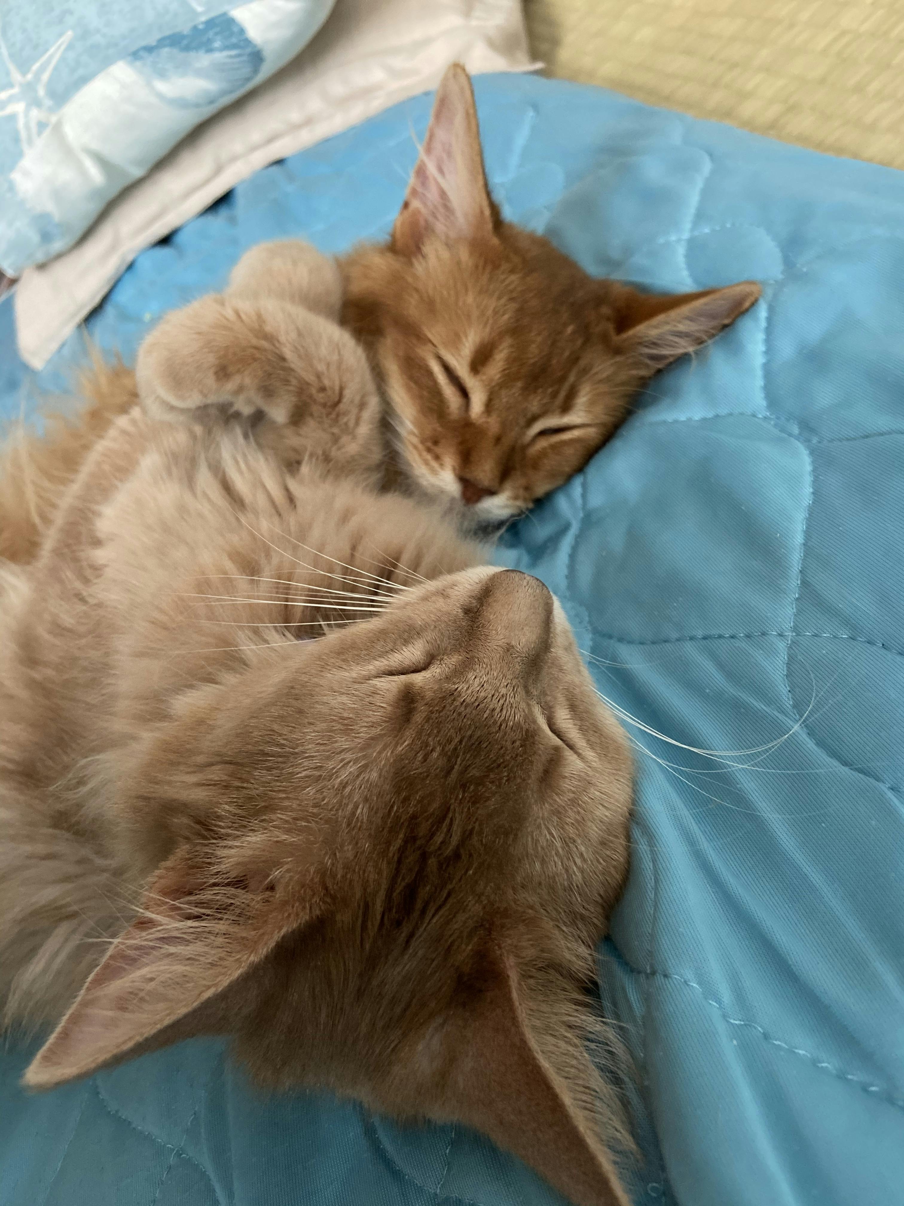 致死率99 9 猫伝染性腹膜炎 fip にかかったマロンを救って下さい