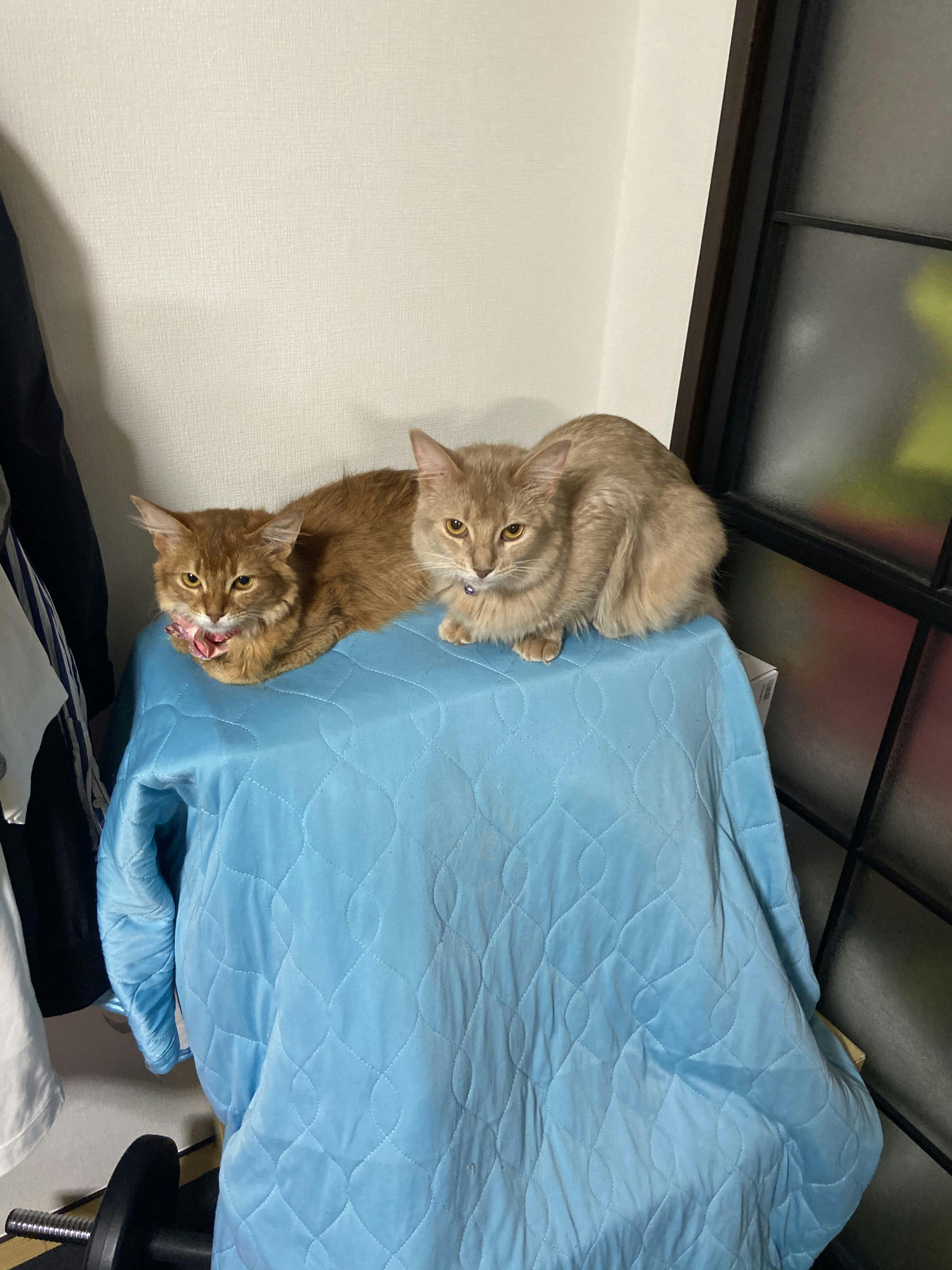 致死率99 9 猫伝染性腹膜炎 Fip にかかったマロンを救って下さい Campfire キャンプファイヤー
