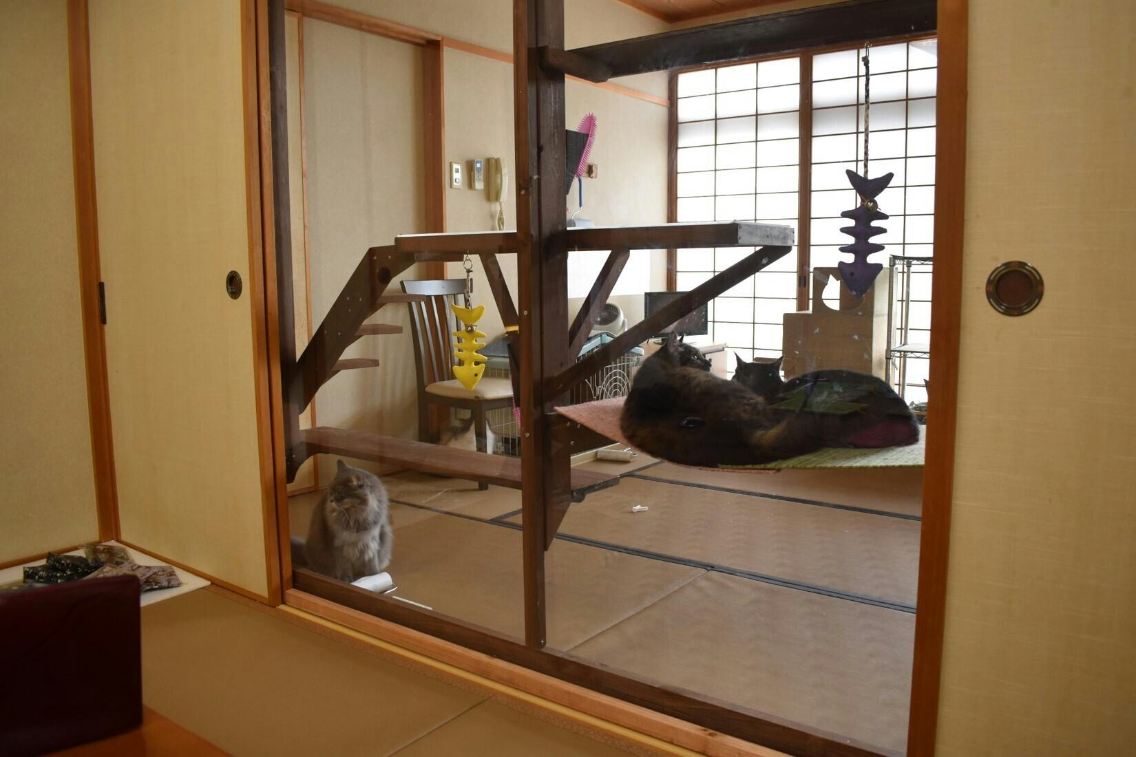 猫と触れ合える旅館 新玉 あらたま 旅館 の保護猫たちの命を守りたい Campfire キャンプファイヤー 猫と触れ合える旅館 新玉 あらたま 旅館 の保護猫たちの命を守りたい Campfire キャンプファイヤー